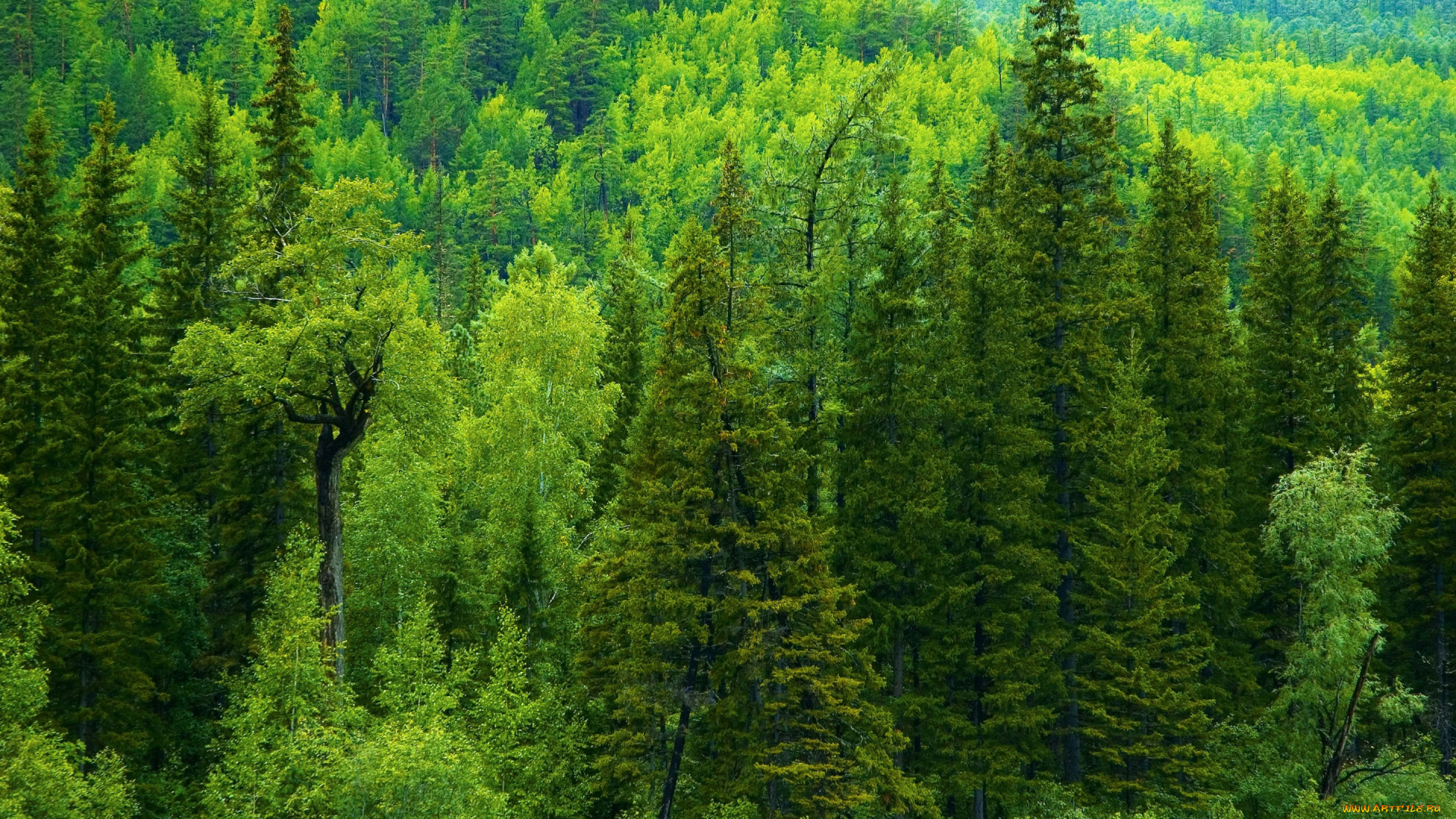природа, лес, тайга, зелень, россия, ели, деревья