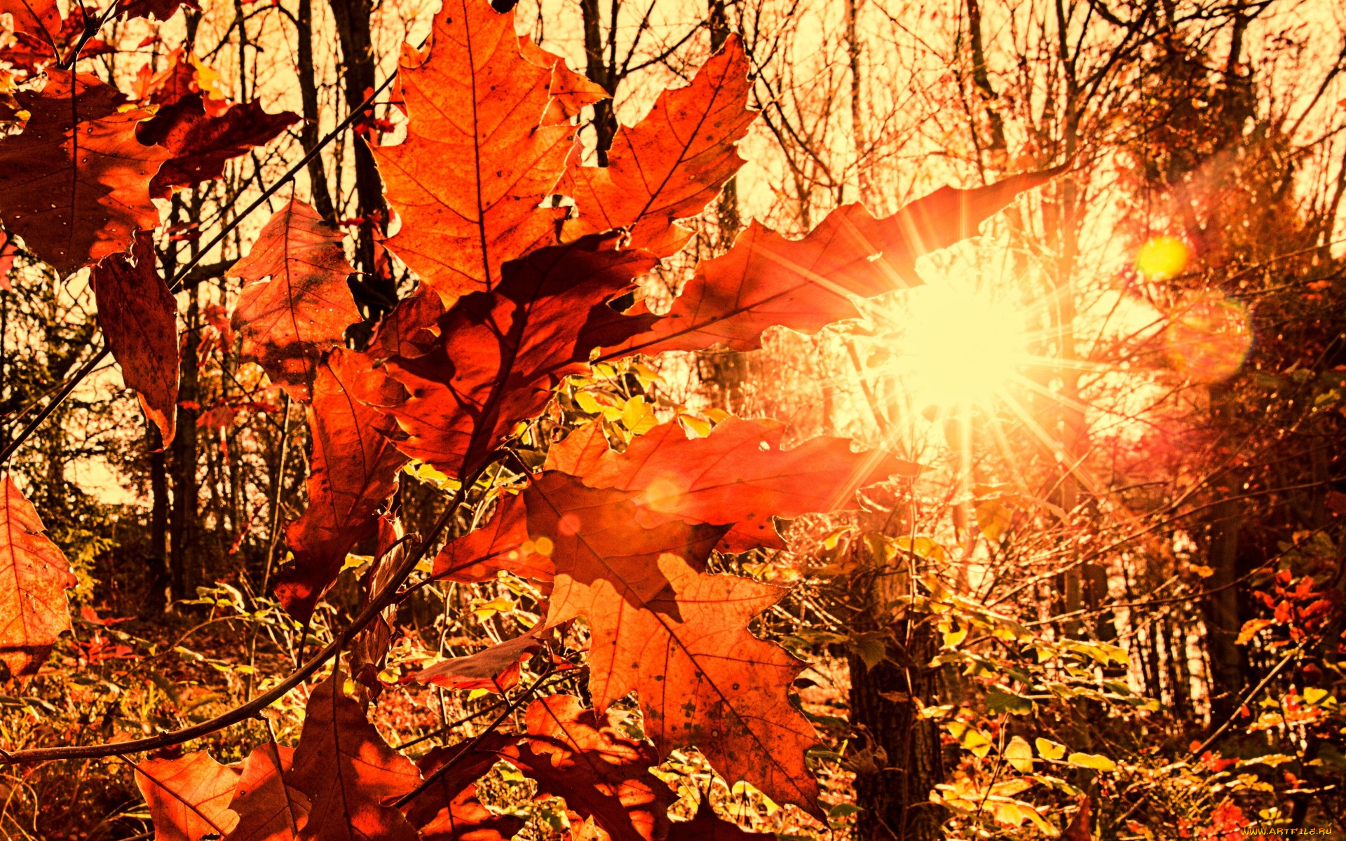 природа, восходы, закаты, листва, осень, солнце, лучи, свет, размытость
