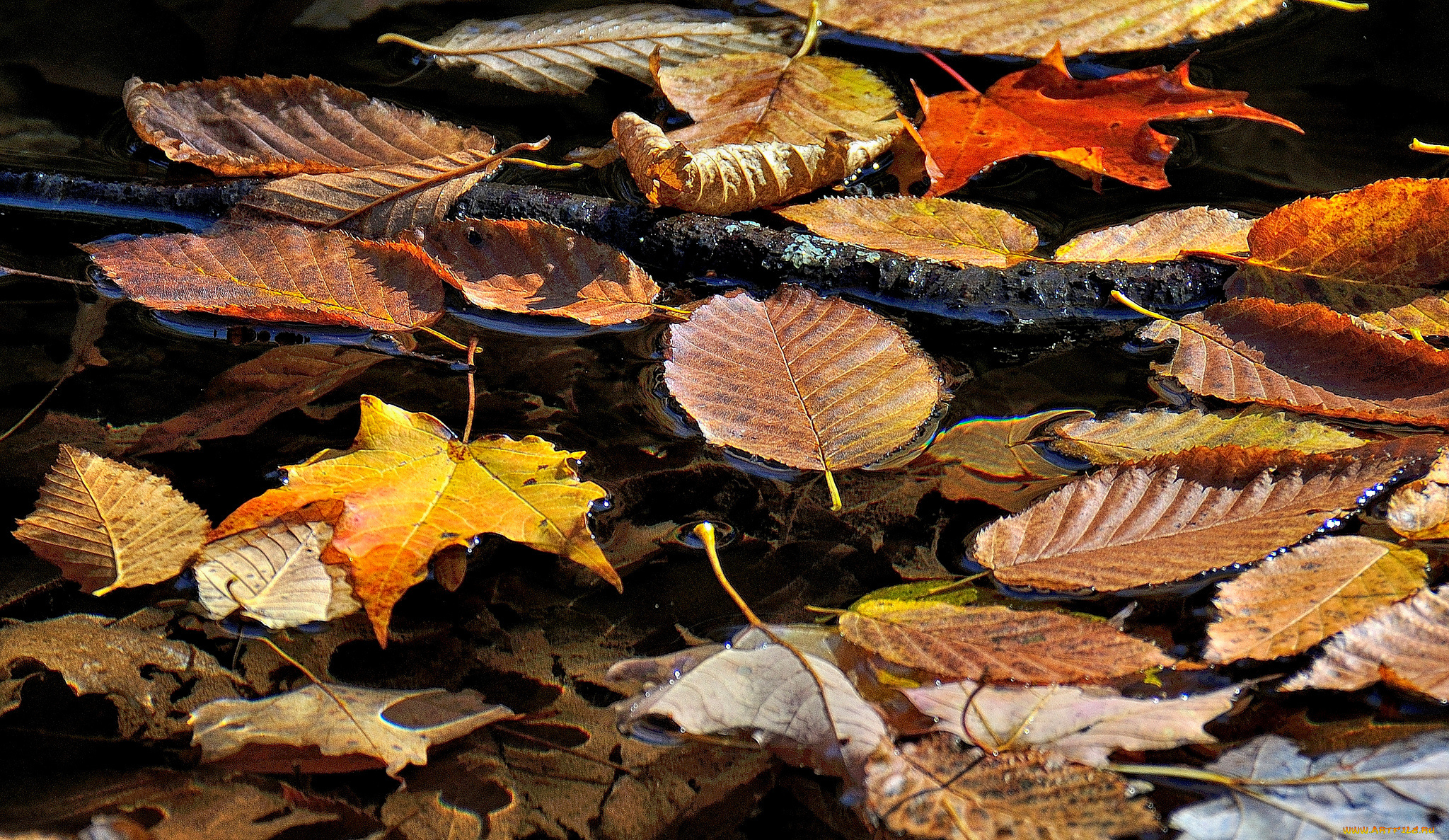 природа, листья, ветка, ручей, вода, осень