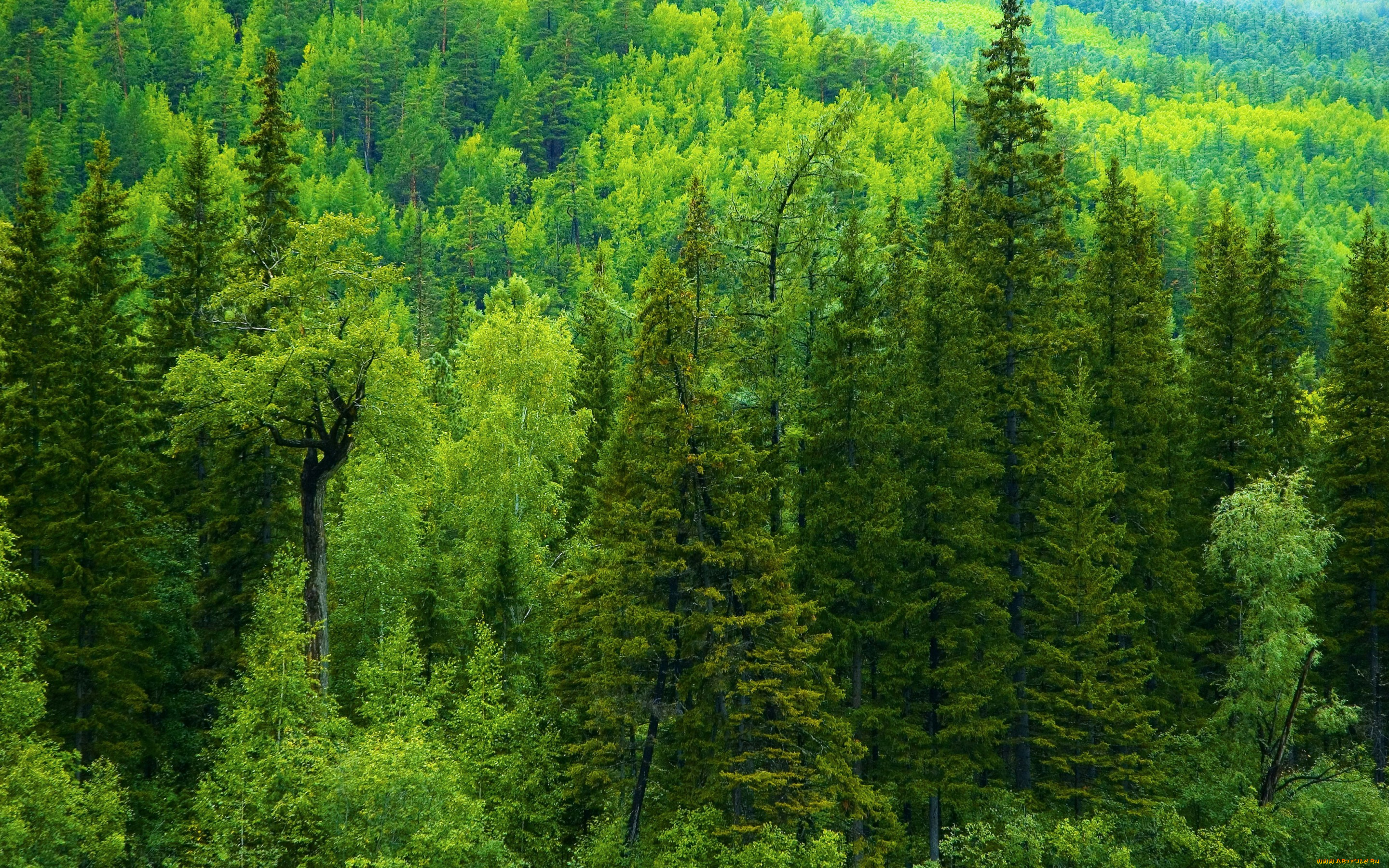 природа, лес, тайга, зелень, россия, ели, деревья