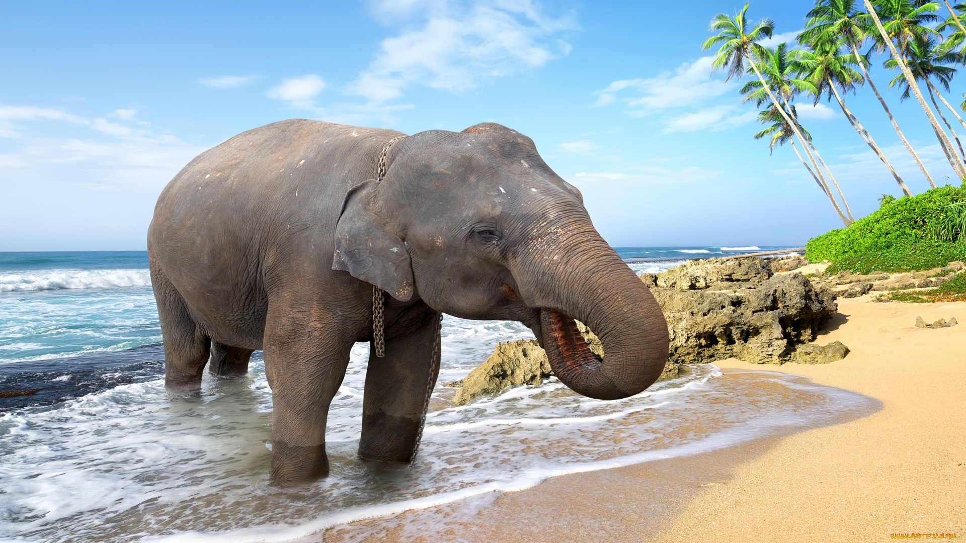 животные, слоны, пальмы, пляж, palms, море, слон, берег, песок, sand, tropical, sea, beach, elephant