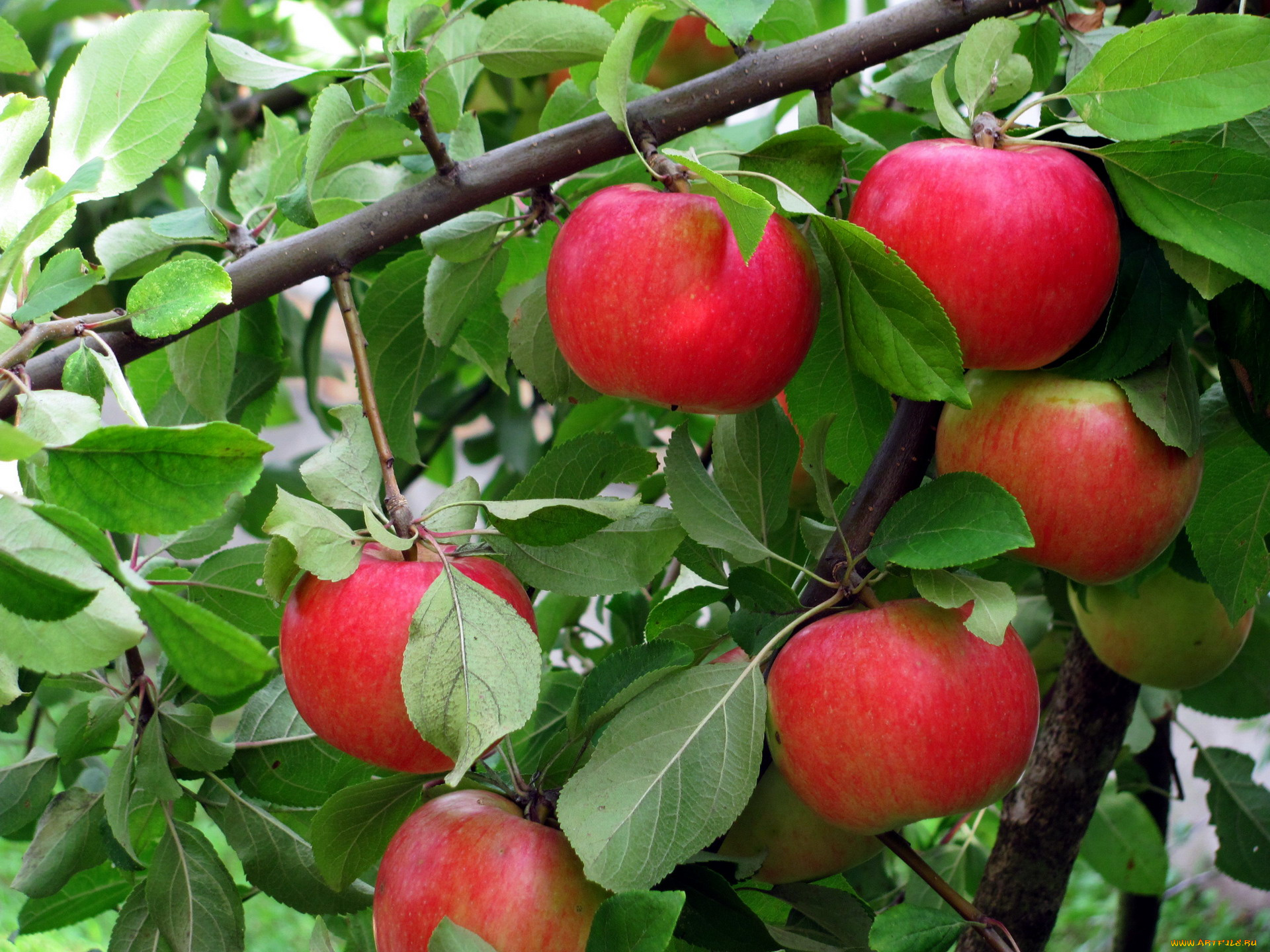 природа, плоды, яблоки, краснобокие