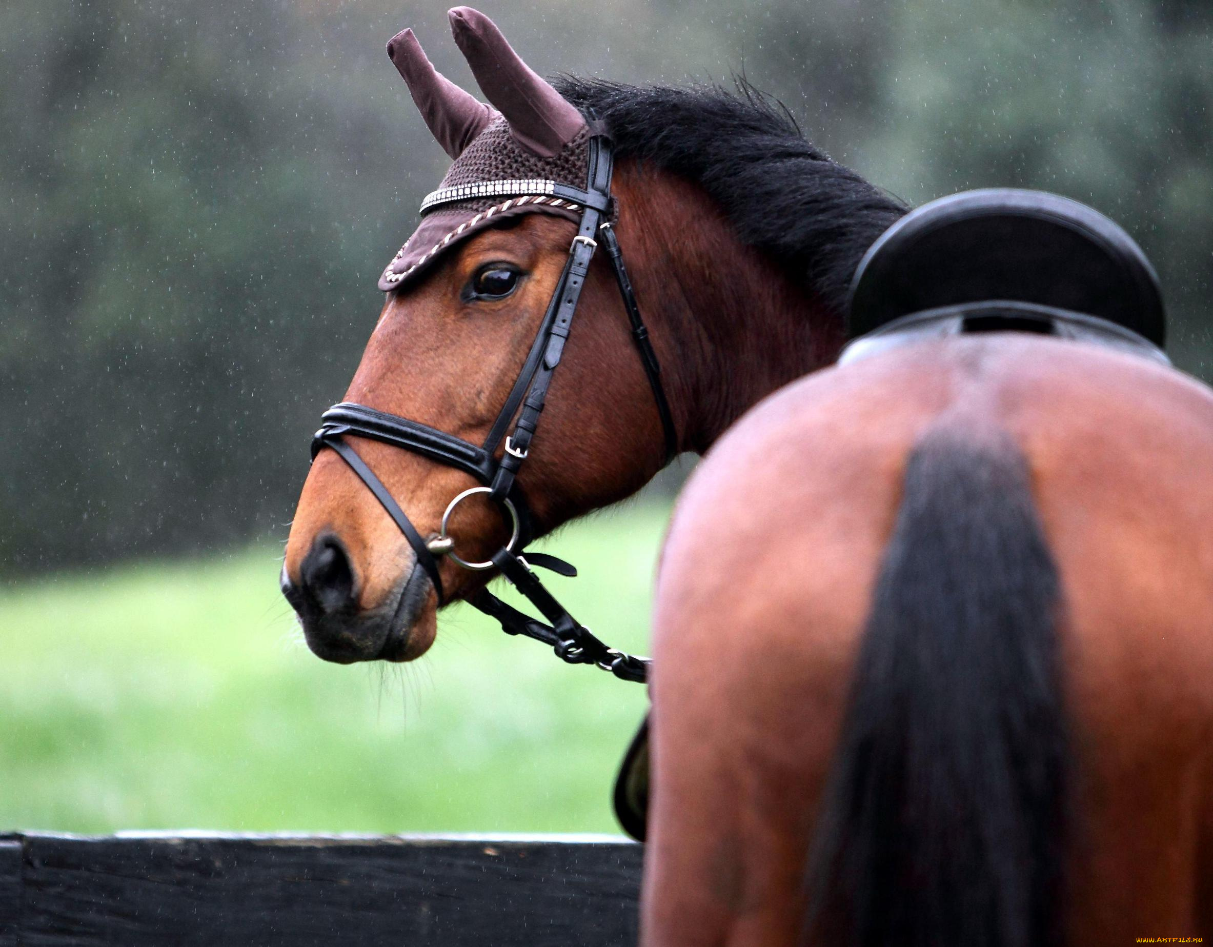 животные, лошади, лошадь, упряжь, конь, дождь, седло, гнедой