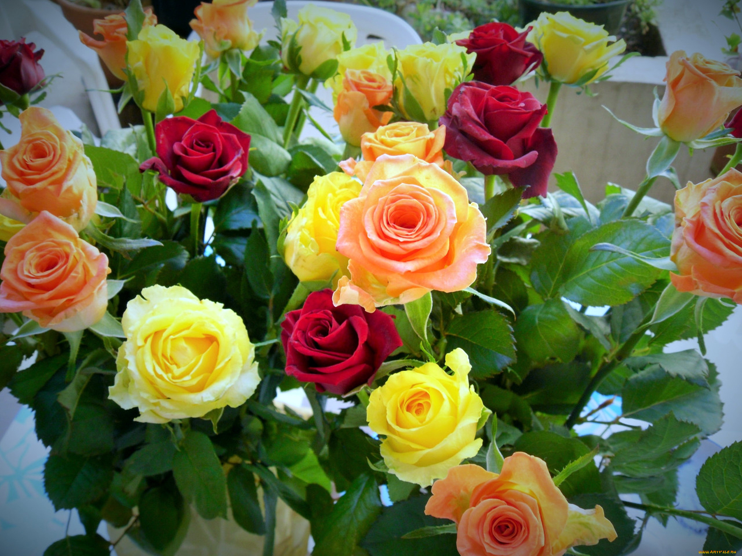 цветы, розы, разноцветные