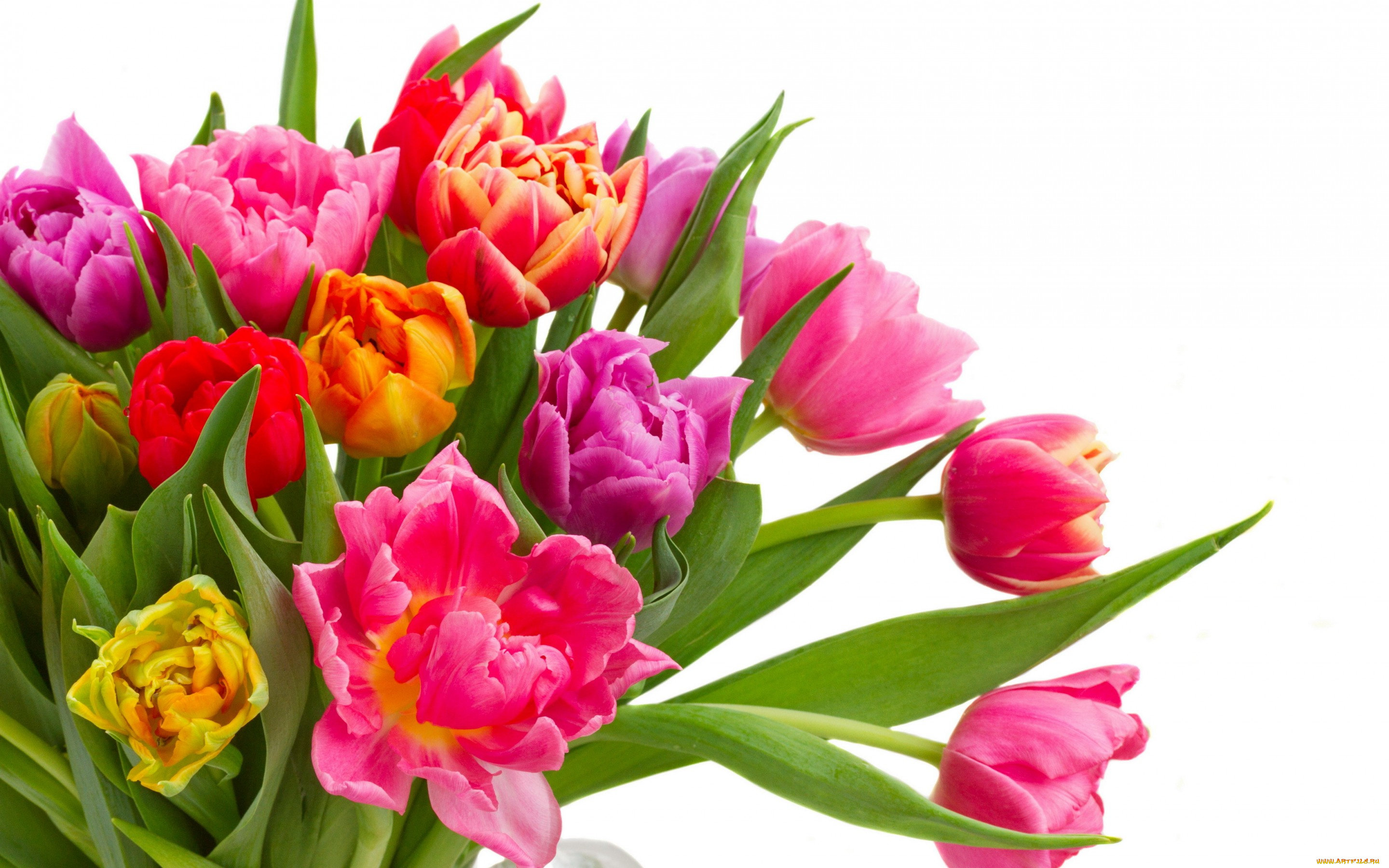 цветы, тюльпаны, colorful, bouquet, flowers, tulips