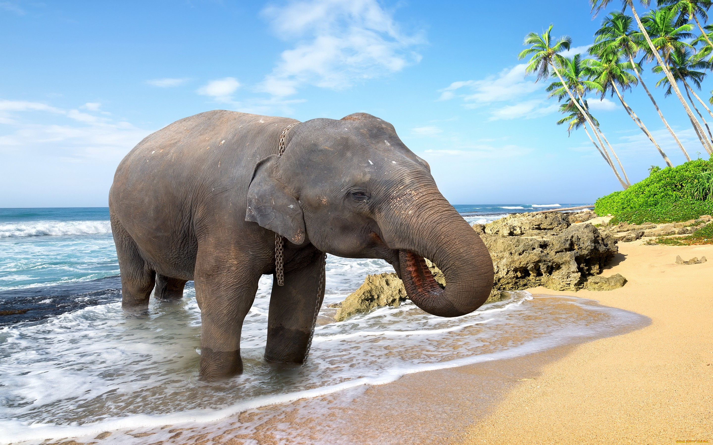 животные, слоны, пальмы, пляж, palms, море, слон, берег, песок, sand, tropical, sea, beach, elephant