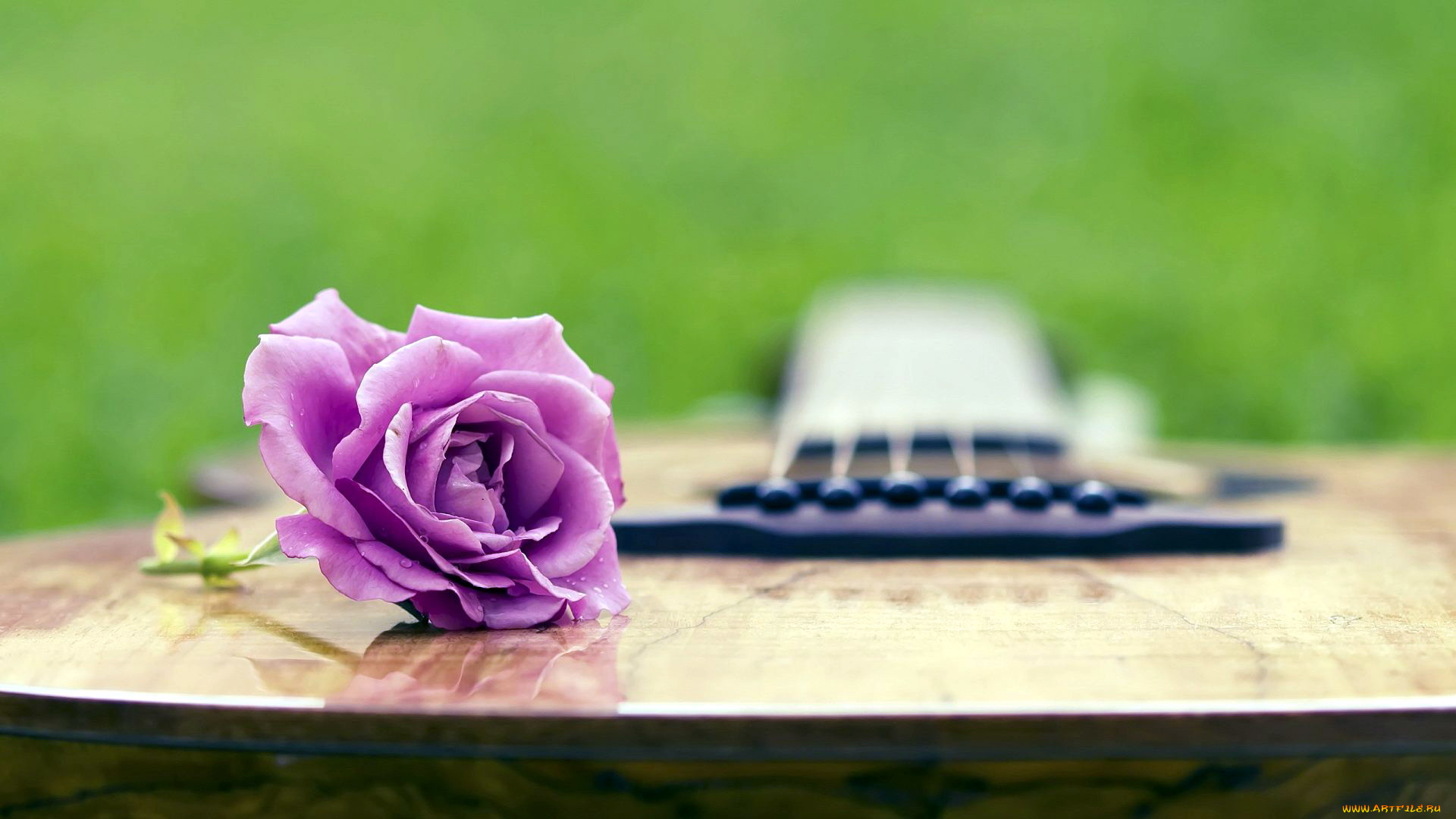 цветы, розы, гитара, лиловый