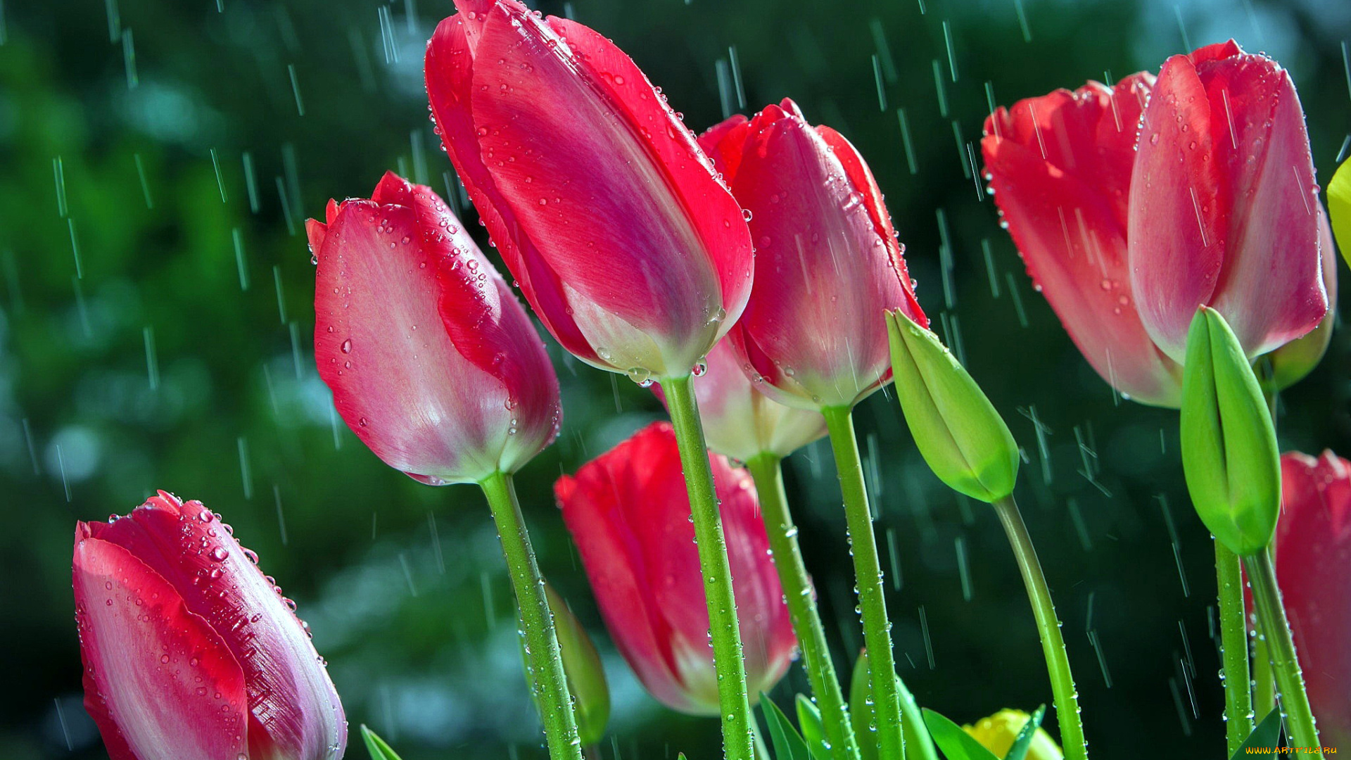 цветы, тюльпаны, бутоны, дождь, капли