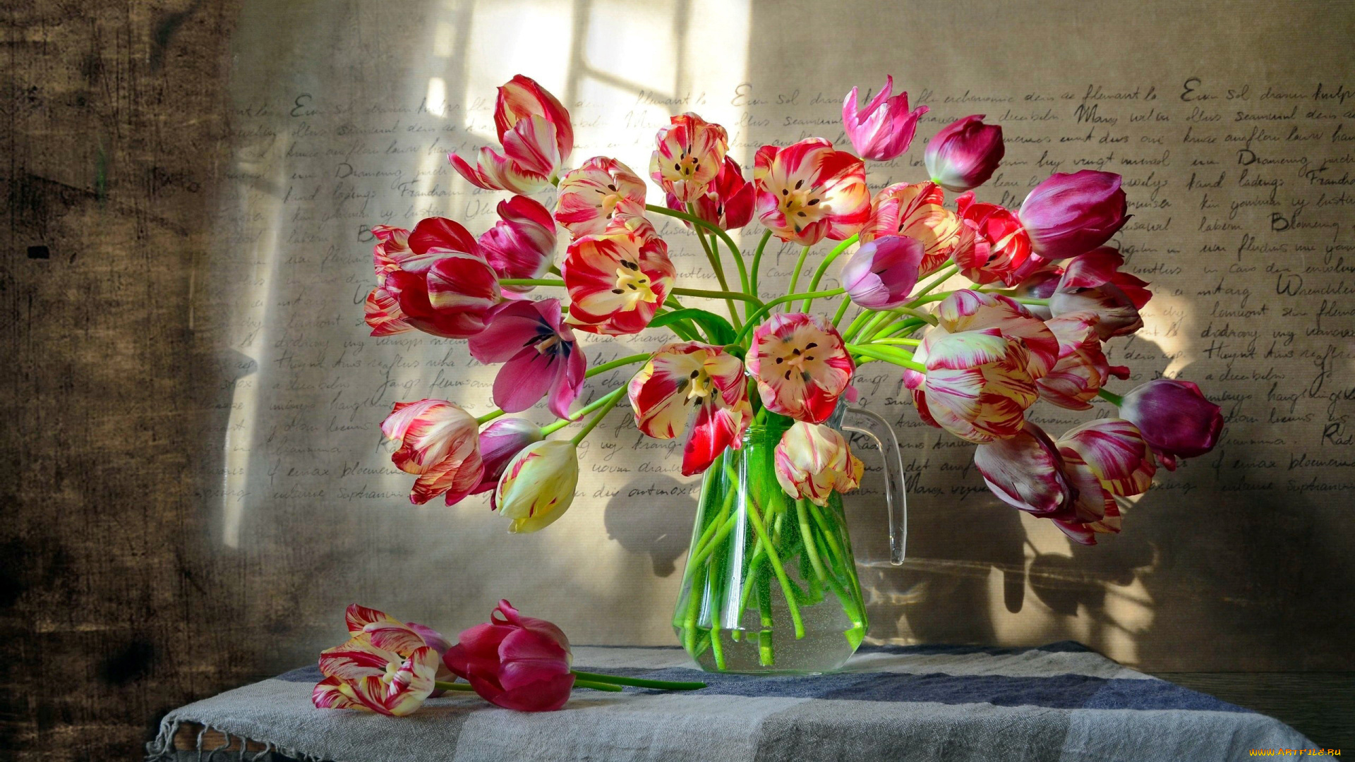 цветы, тюльпаны, разноцветные