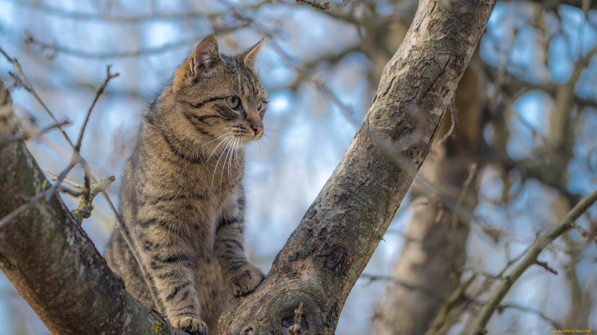 животные, коты, киса