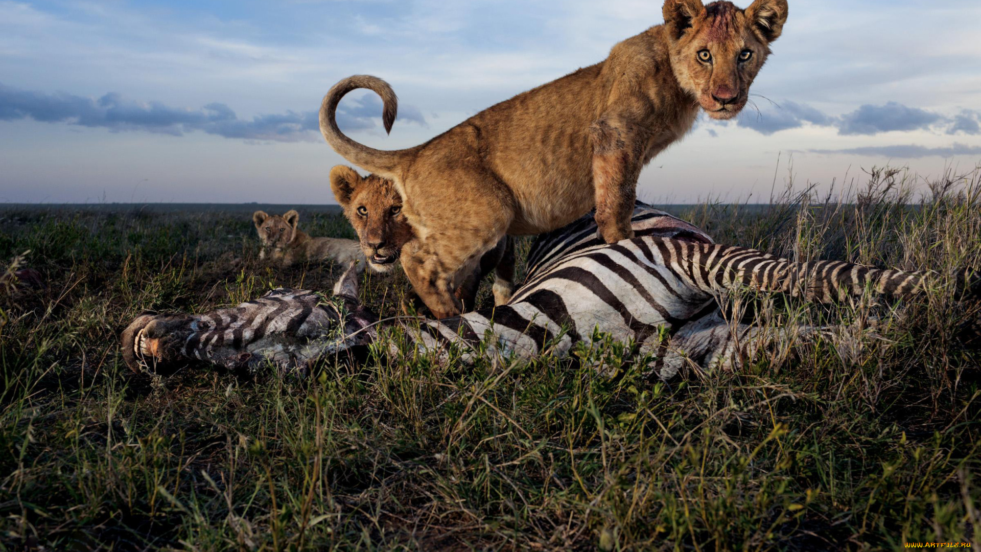 животные, львы, обед, зебра, охота, львята, хищники