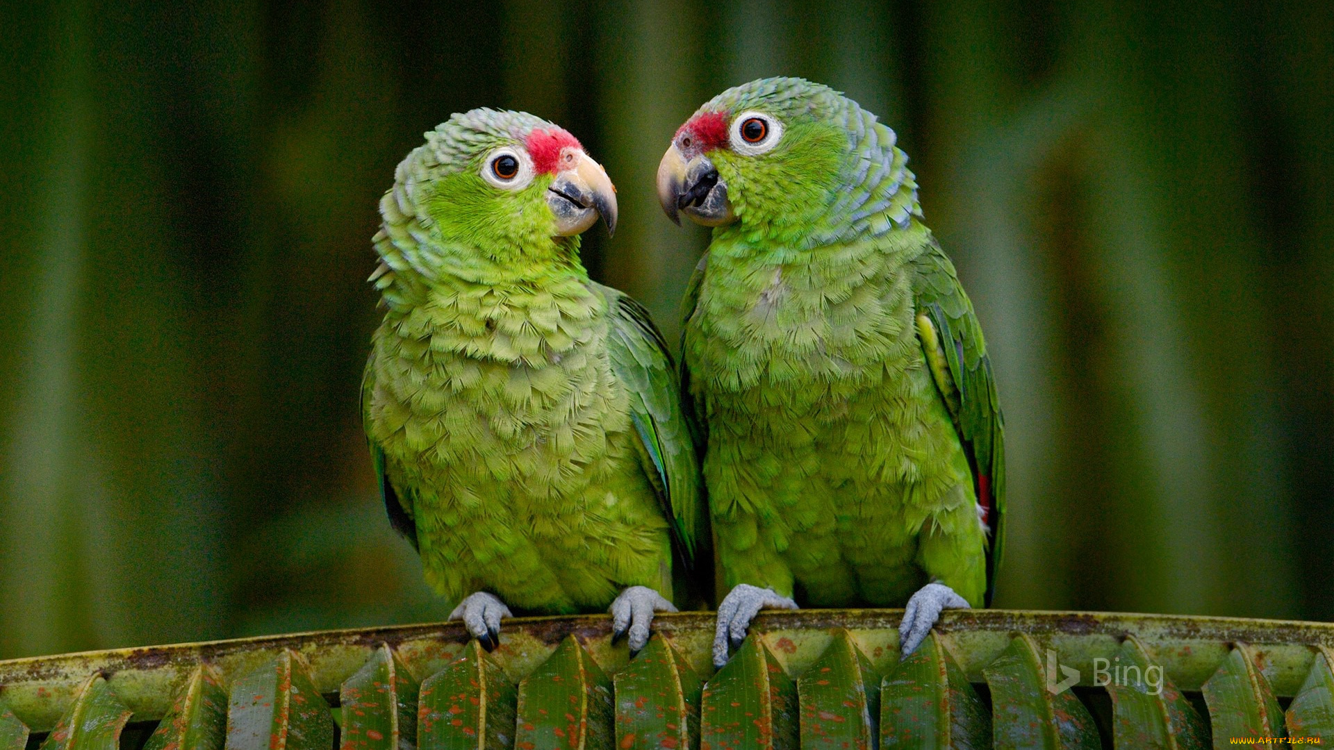 животные, попугаи, эквадор, попугай, краснолобый, амазон, птицы