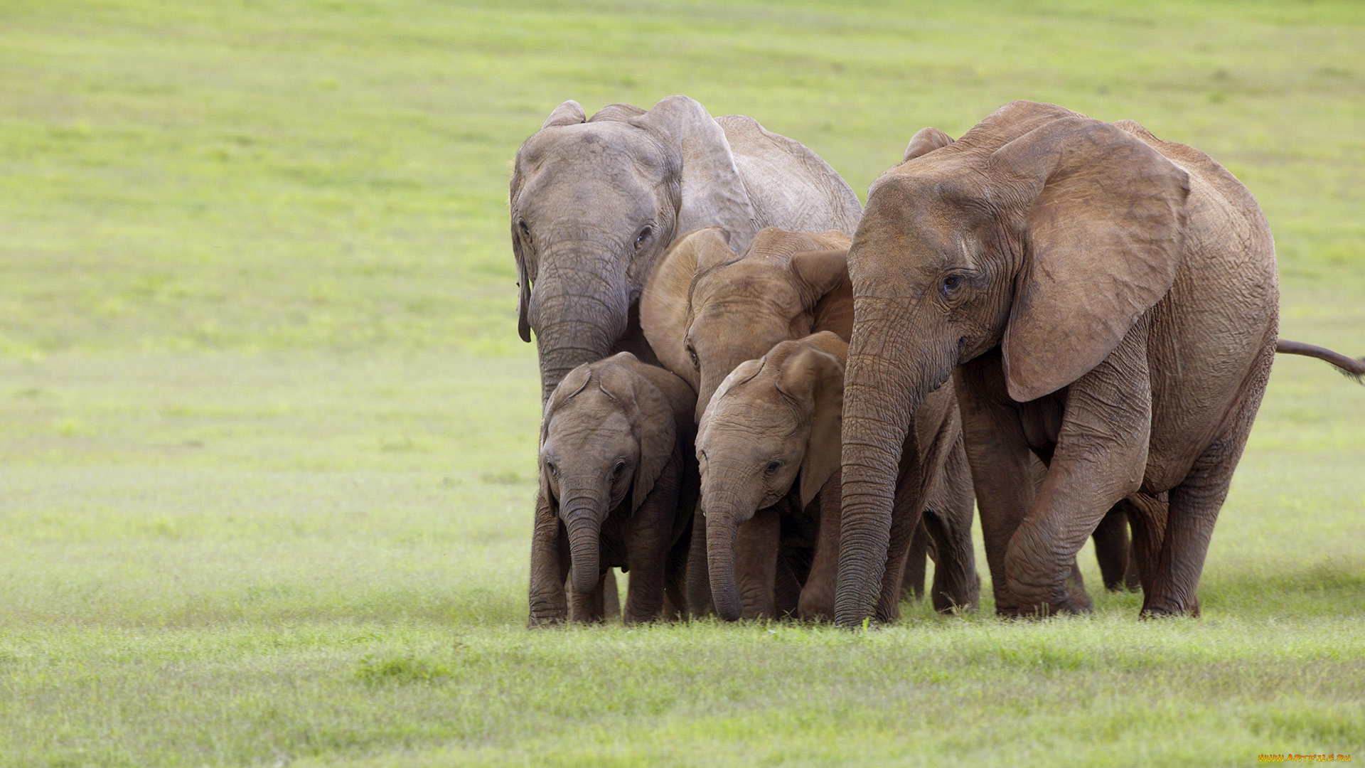 животные, слоны, семья, юар, addo, national, elephant, park