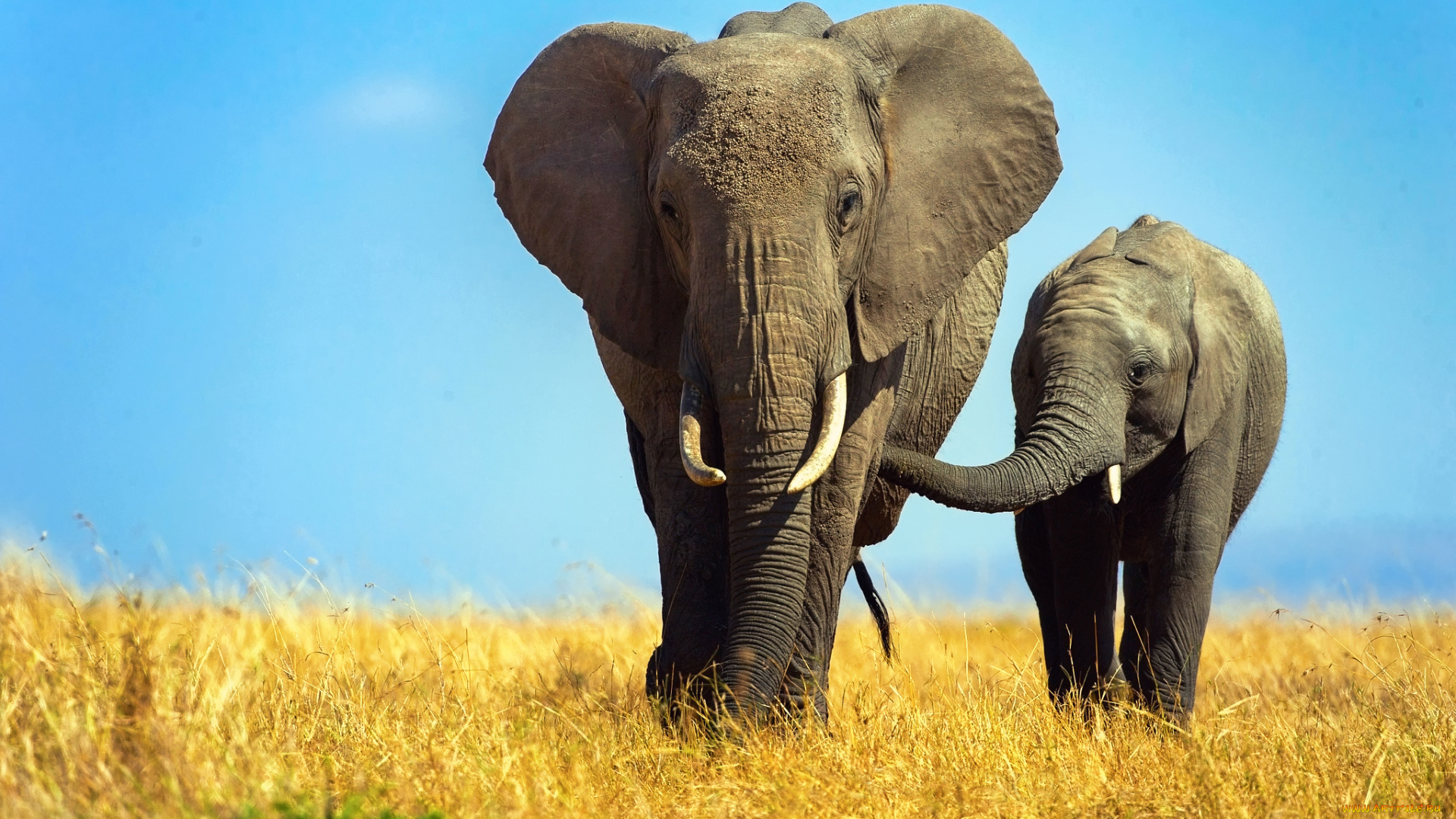 животные, слоны, слониха, слоненок, слон, африка