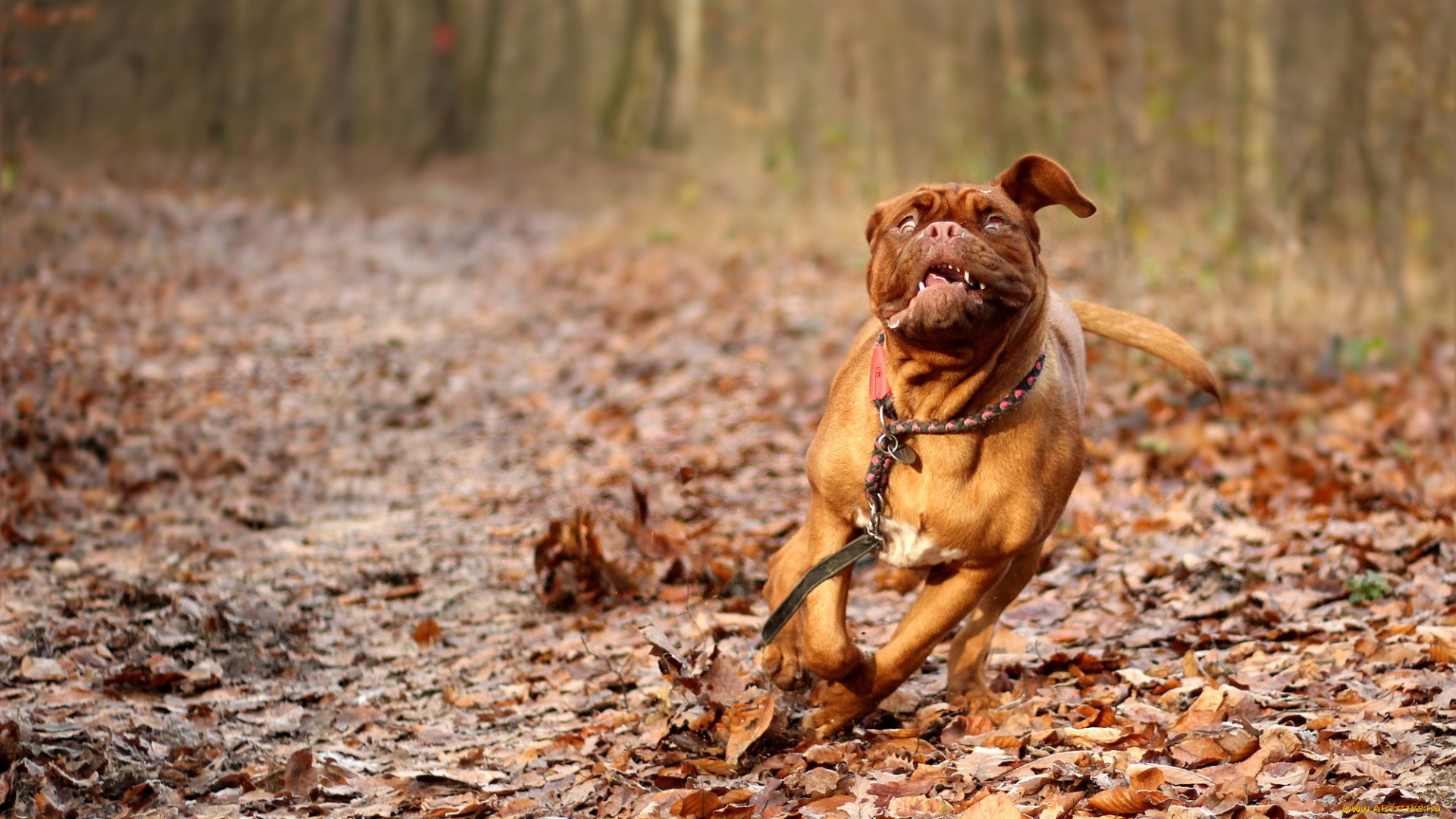 животные, собаки, dog