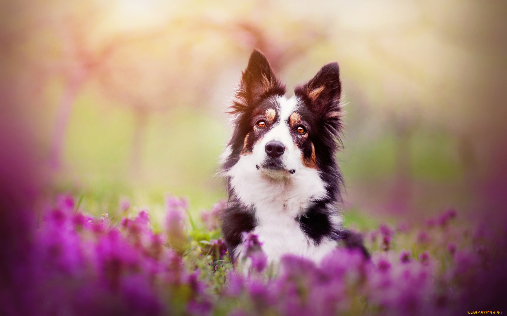 животные, собаки, spring, mood, цветы, весна, собака