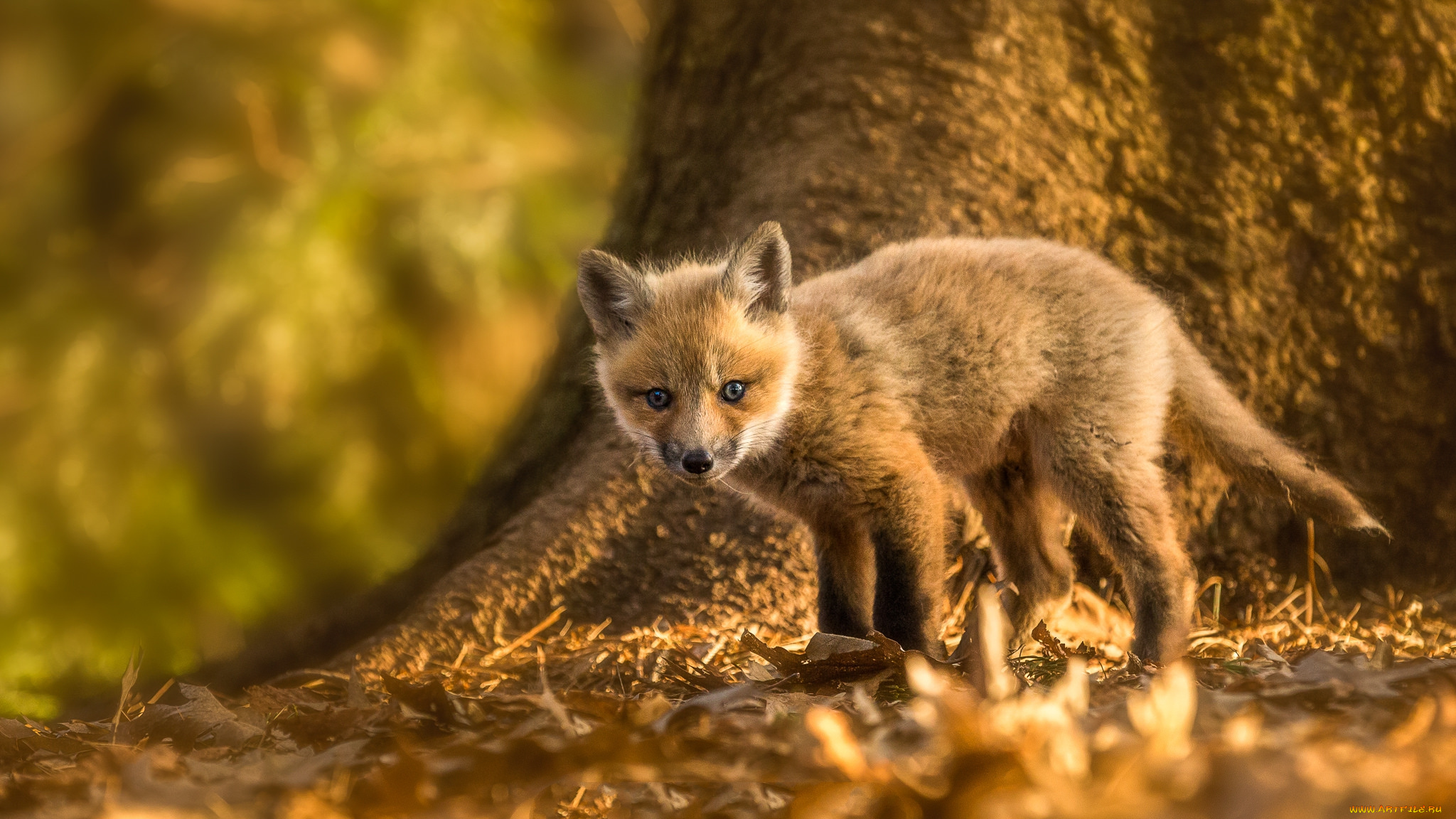 Baby fox. Лисята. Маленькие лисята фото. Лисенок обои. Обои на телефон лиса.