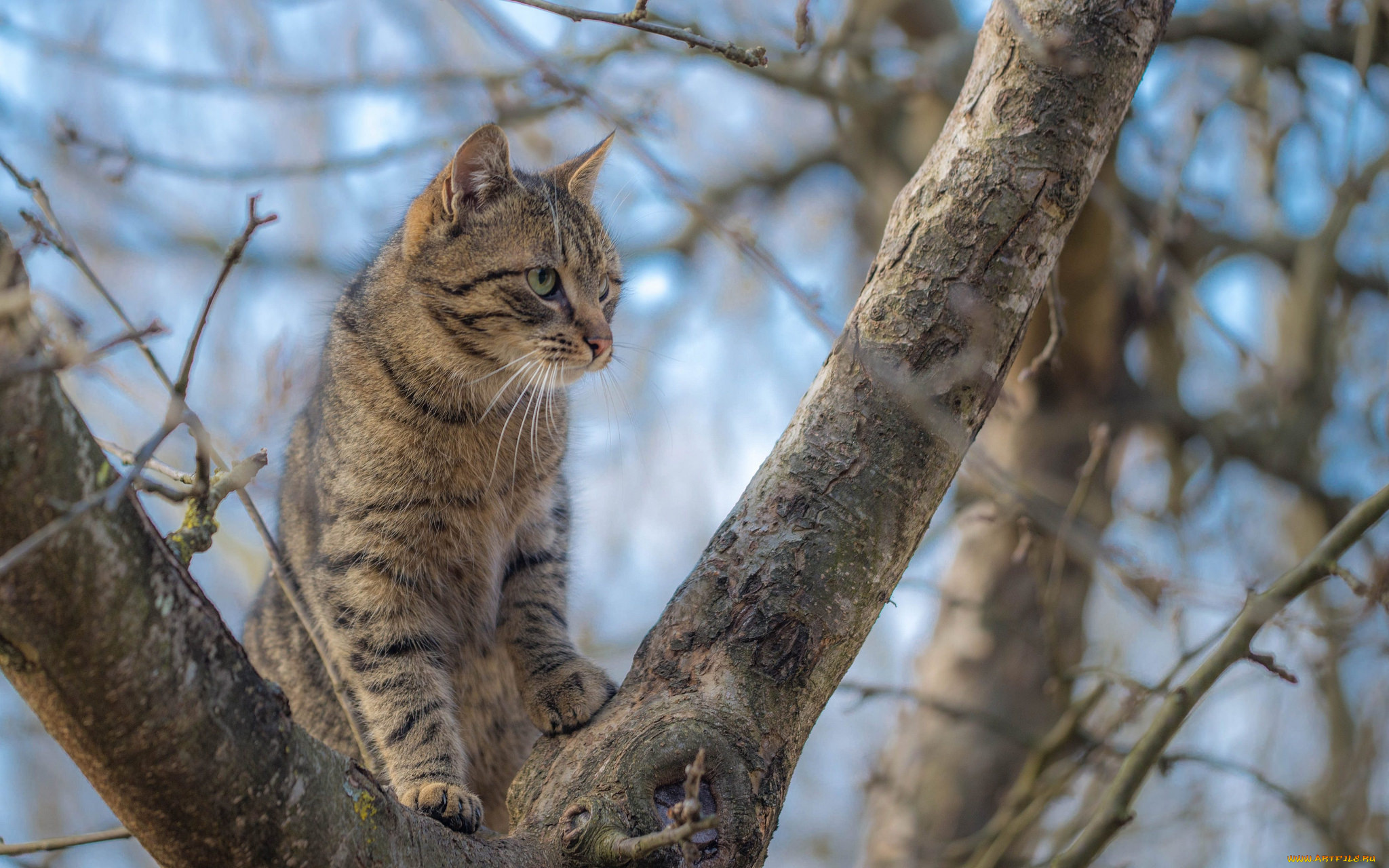 животные, коты, киса