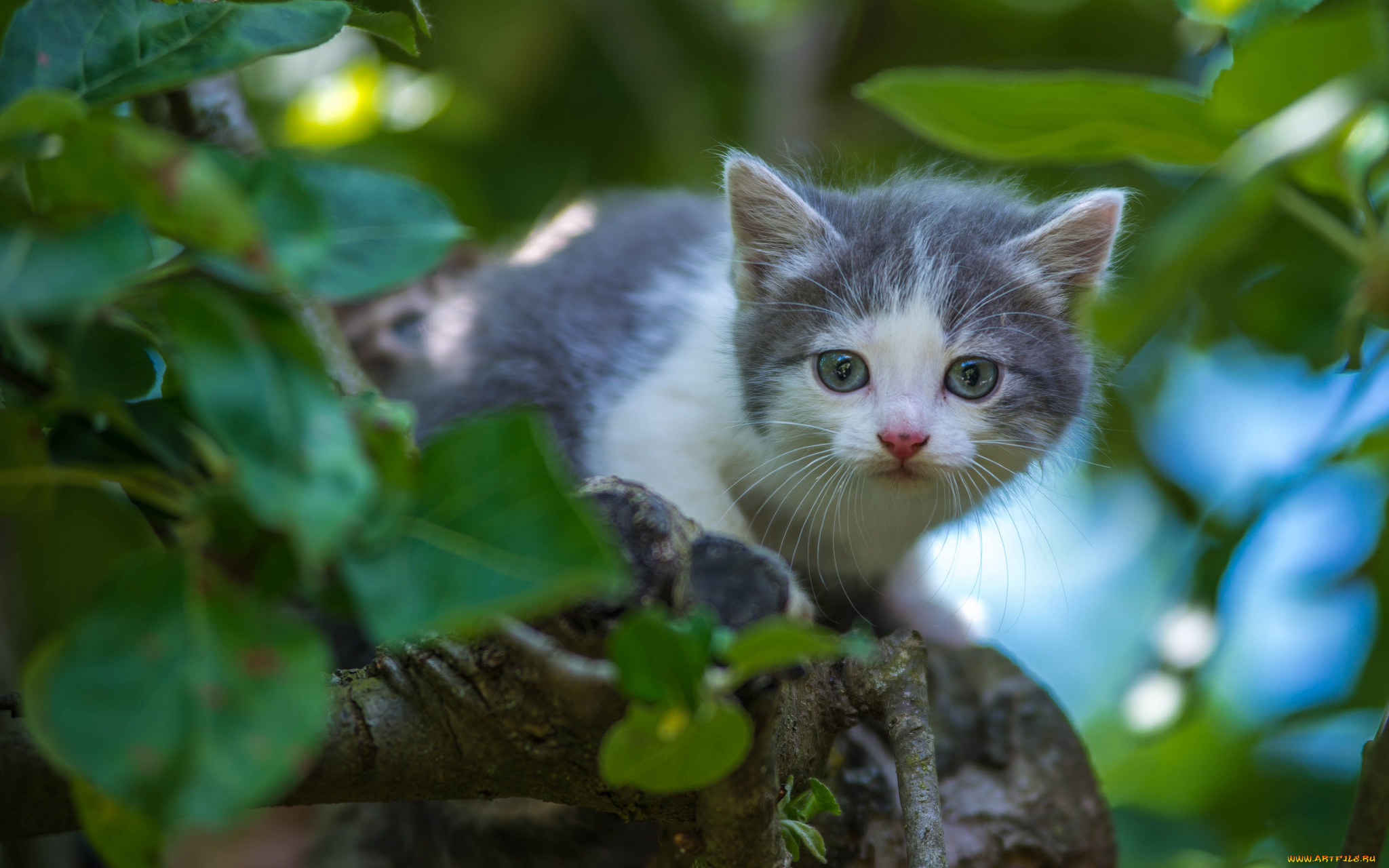 животные, коты, киса