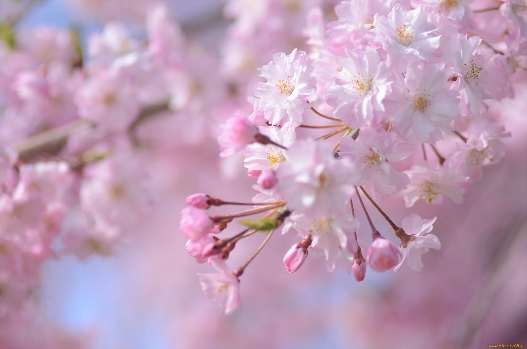 цветы, сакура, , вишня, розовый, ветка, весна