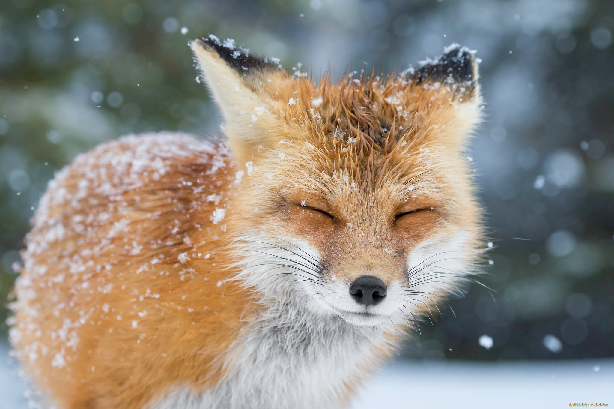 природа животные лиса снег зима nature animals Fox snow winter без смс