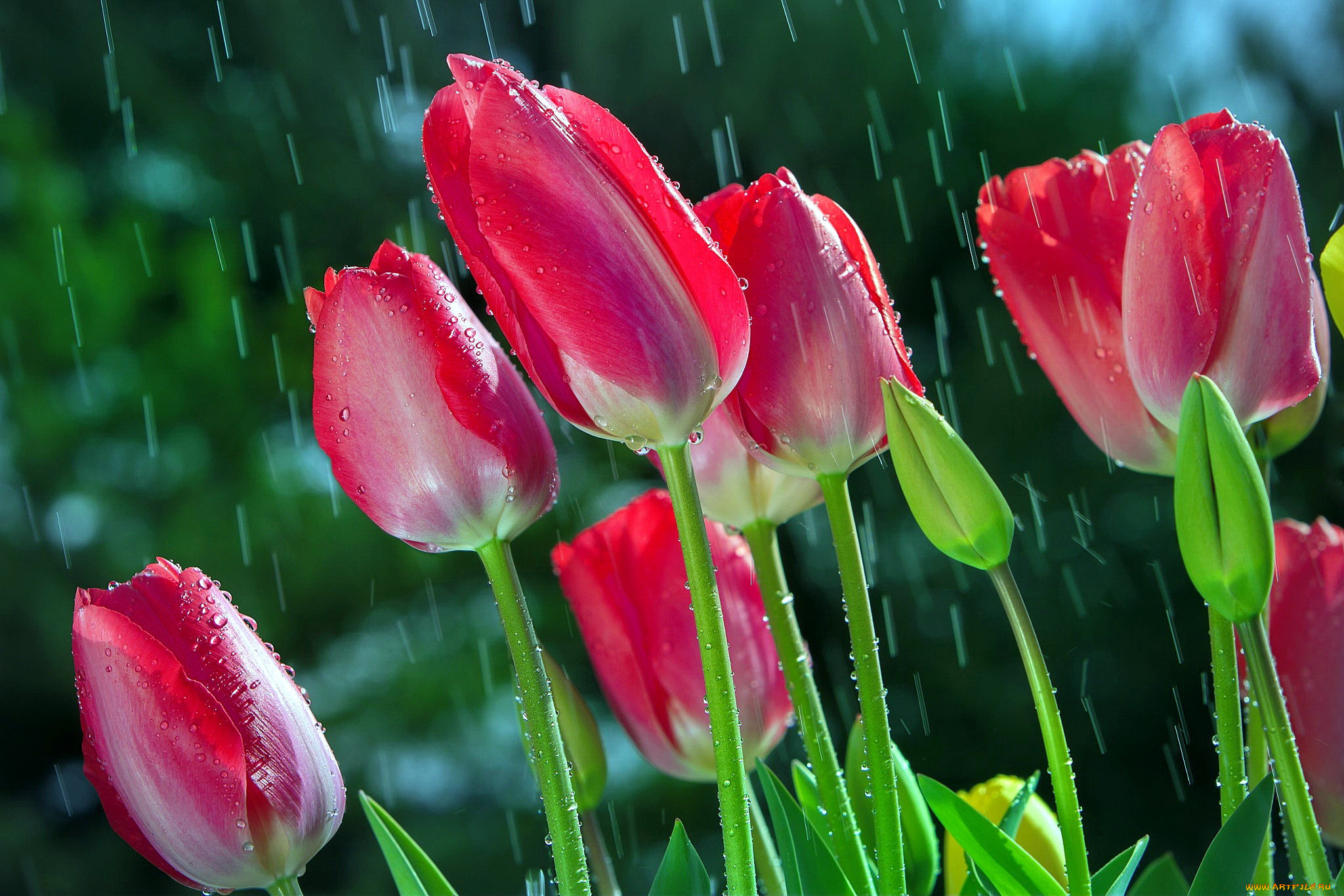 цветы, тюльпаны, бутоны, дождь, капли