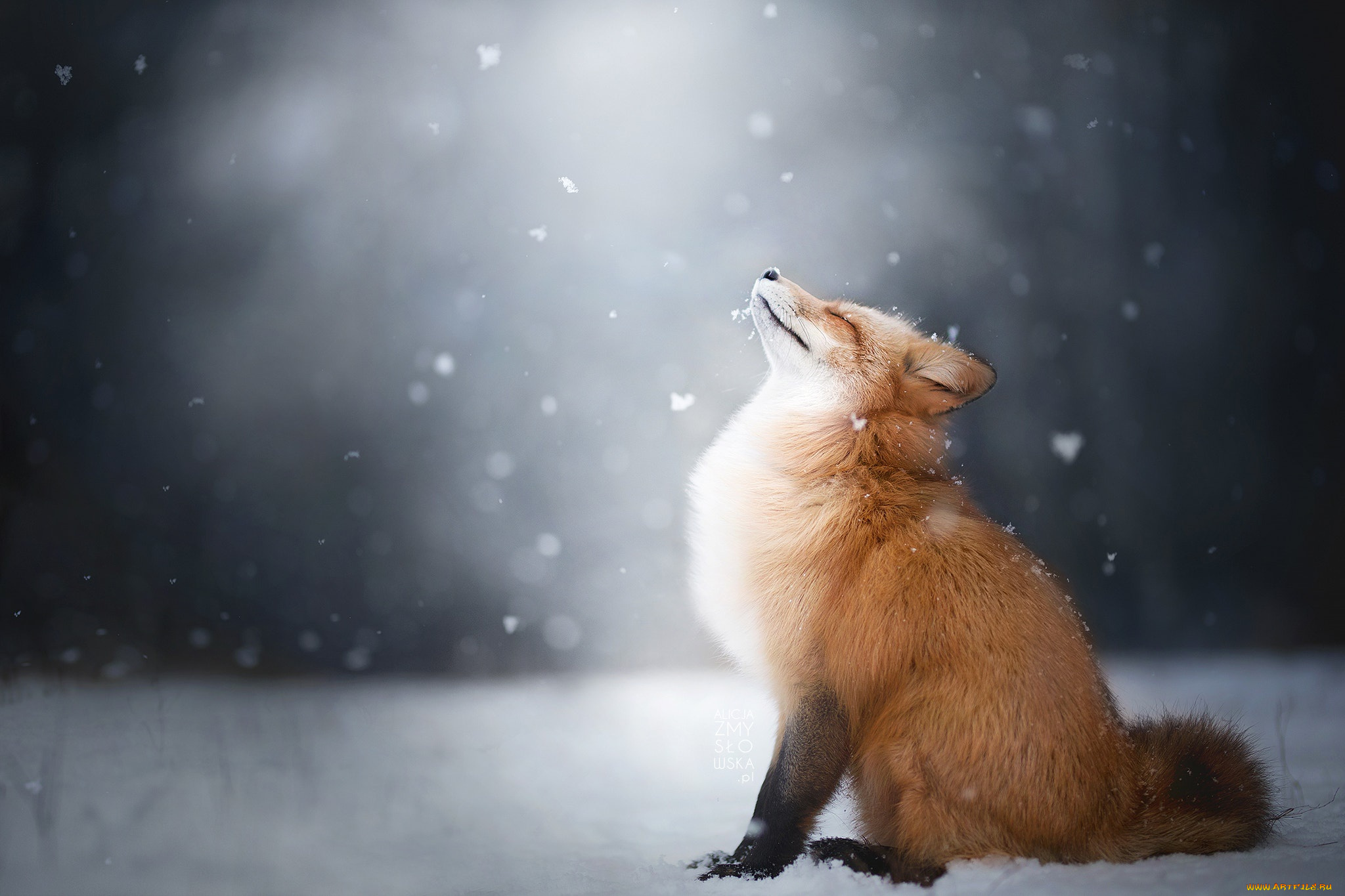 животные, лисы, зима, снег, лиса, лис