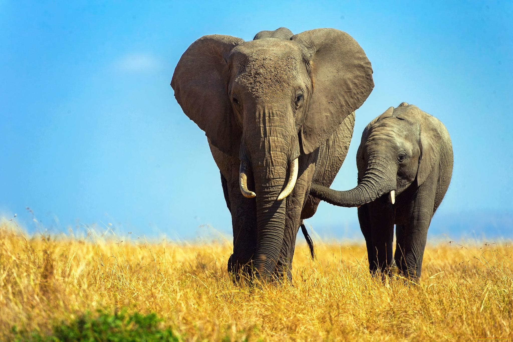 животные, слоны, слониха, слоненок, слон, африка