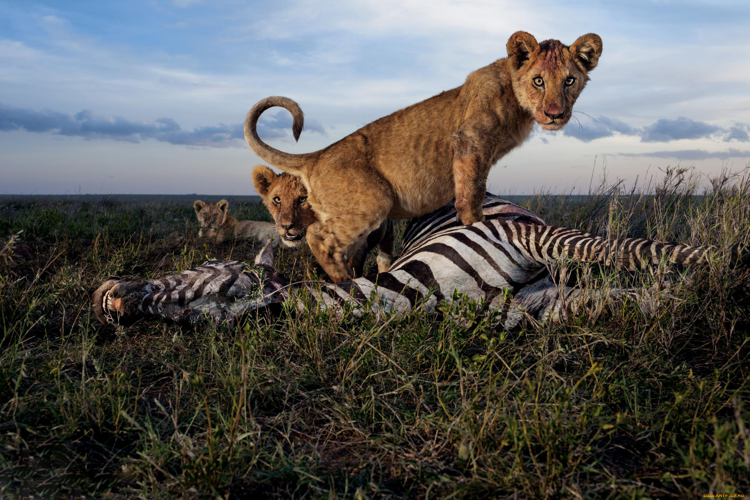 животные, львы, обед, зебра, охота, львята, хищники