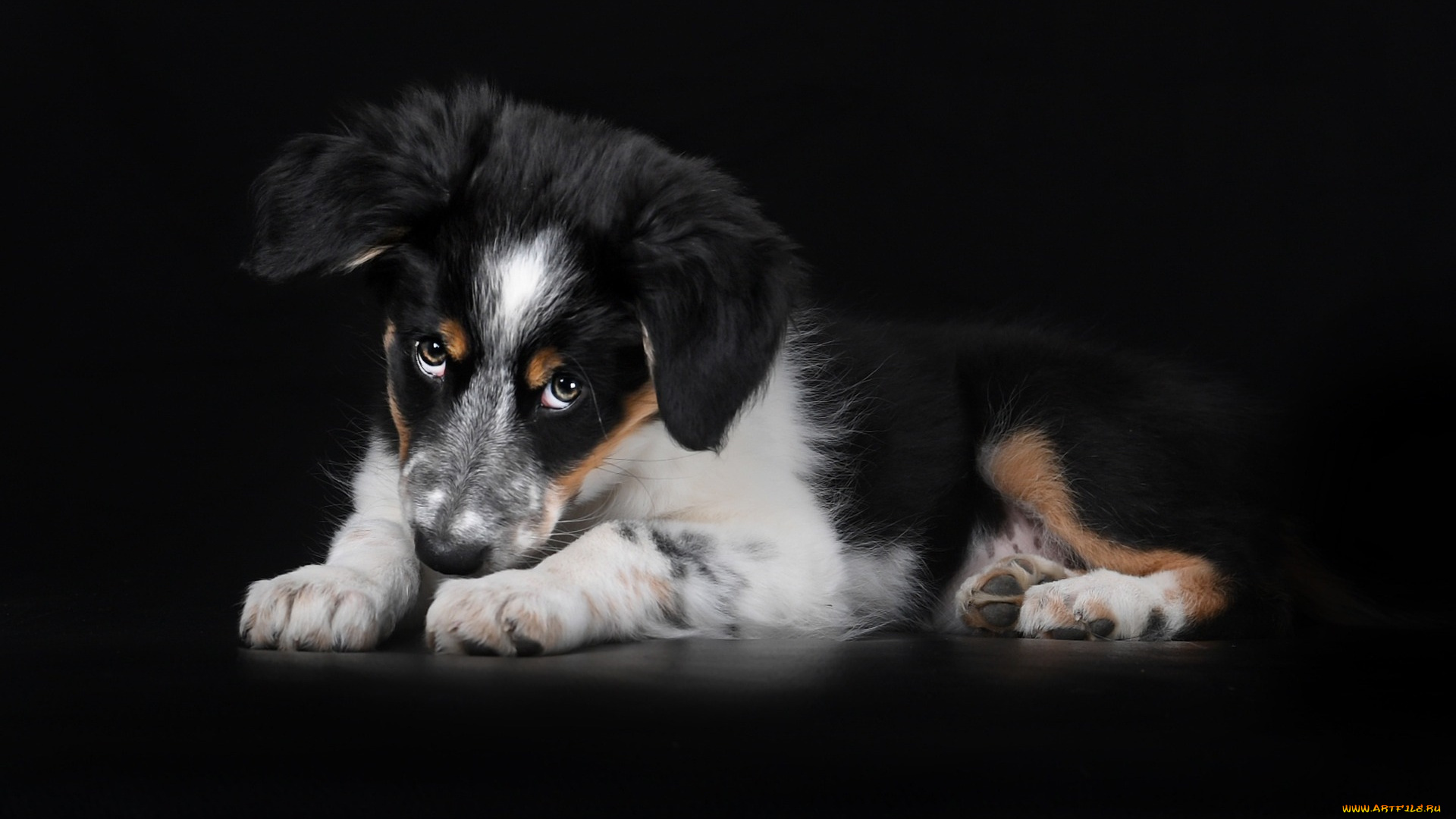 bernese, mountain, dog, животные, собаки, швейцарские, альпы, berner, sennenhund, маленькая, собака, бернский, зенненхунд, маленький, щенок