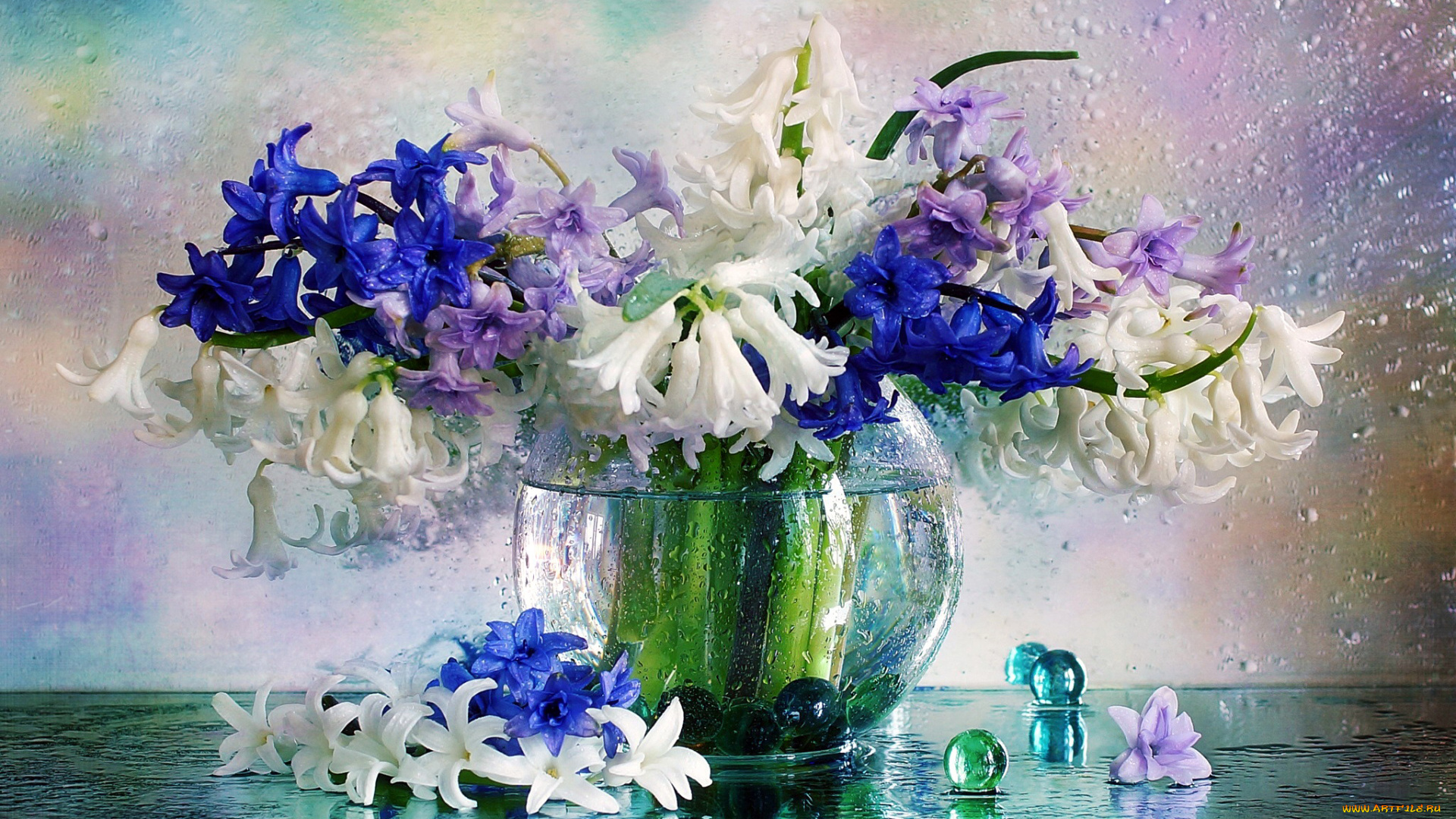 цветы, гиацинты, синий, белый