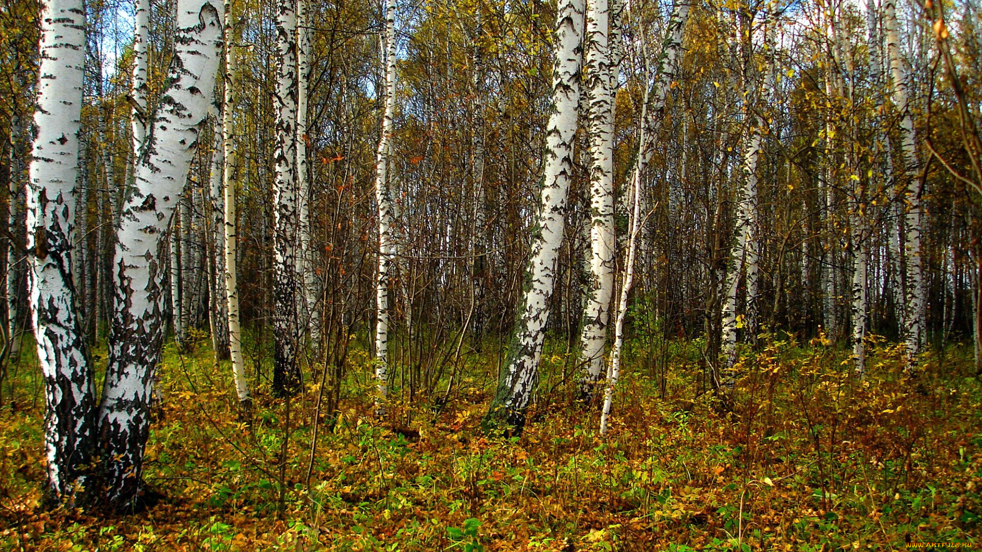 природа, лес, осень, березы