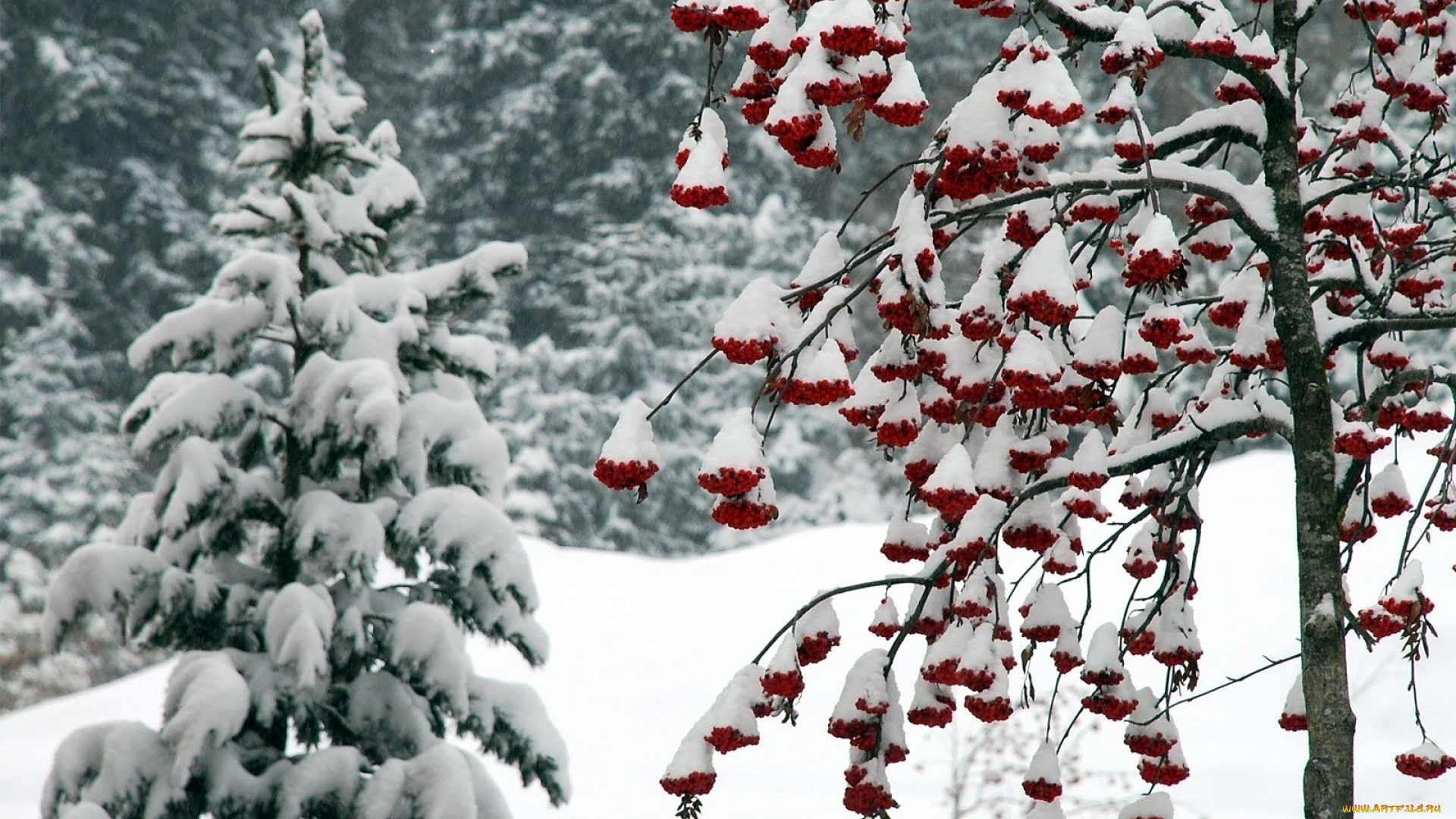 природа, зима, рябина, ягоды, снег
