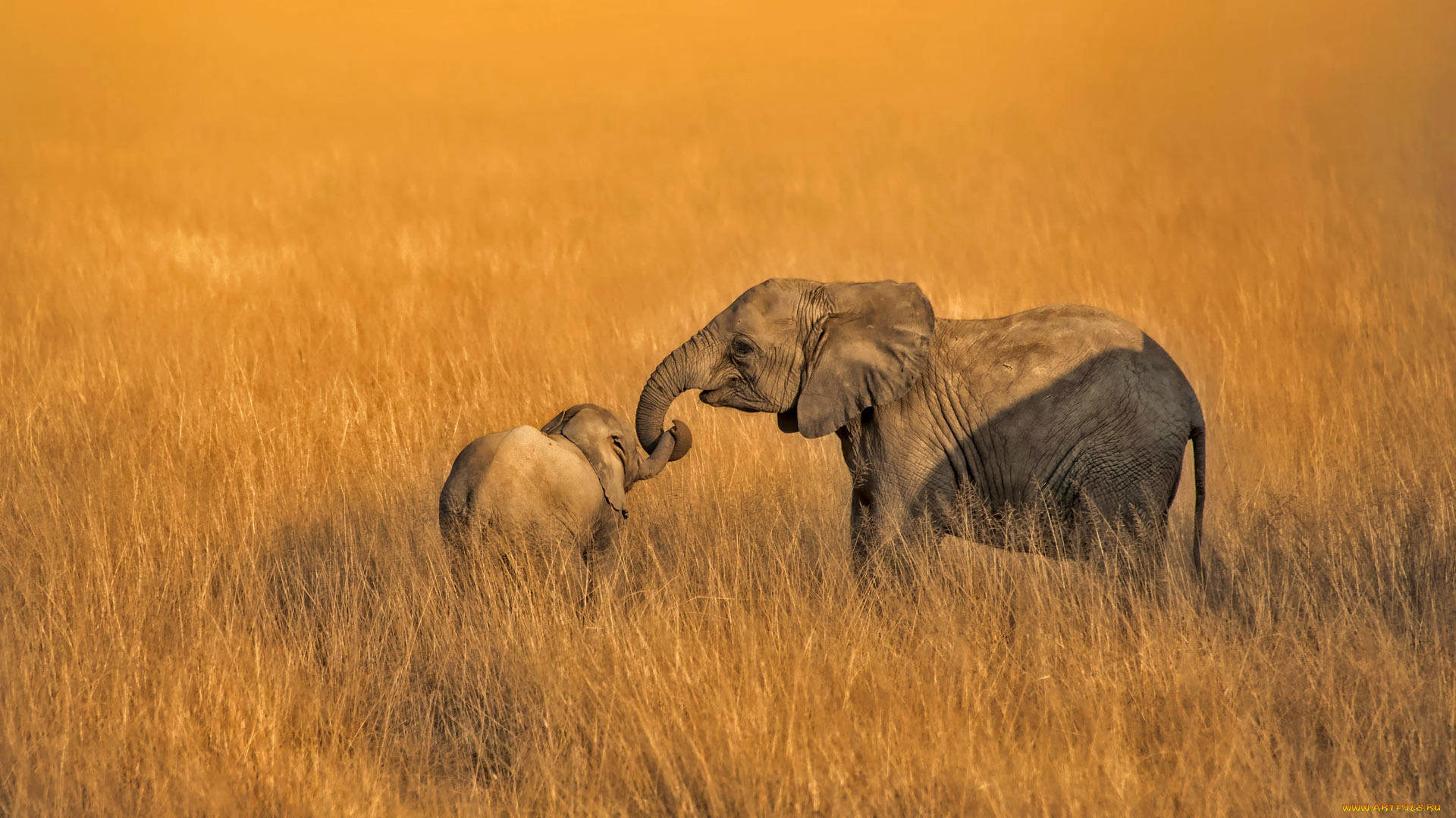 животные, слоны, амбосели, семья, национальный, парк, кения