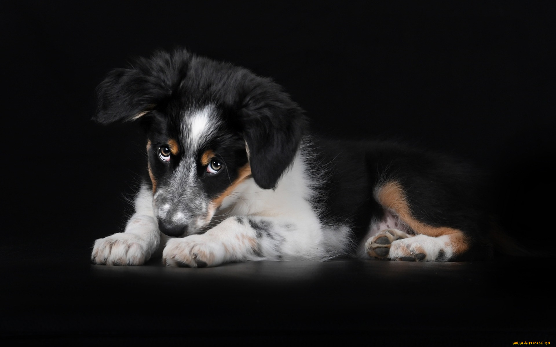 bernese, mountain, dog, животные, собаки, швейцарские, альпы, berner, sennenhund, маленькая, собака, бернский, зенненхунд, маленький, щенок