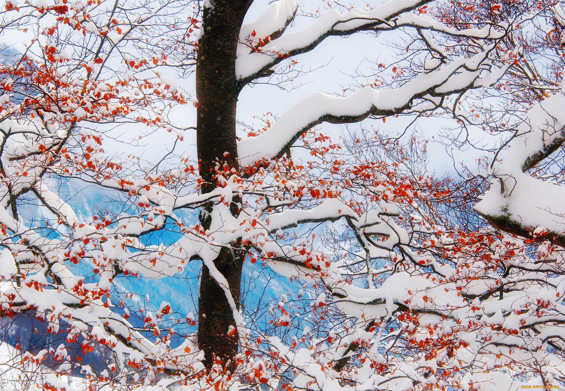 природа, деревья, winter, branches, snow, freeze, mountains, clouds, leaves, tree, frost