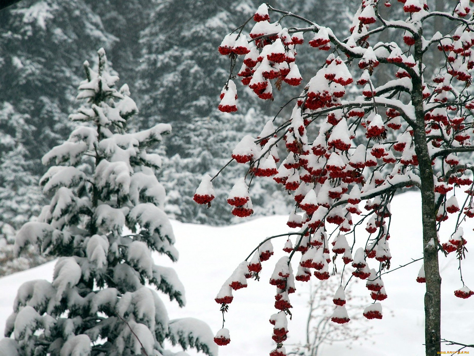 природа, зима, рябина, ягоды, снег