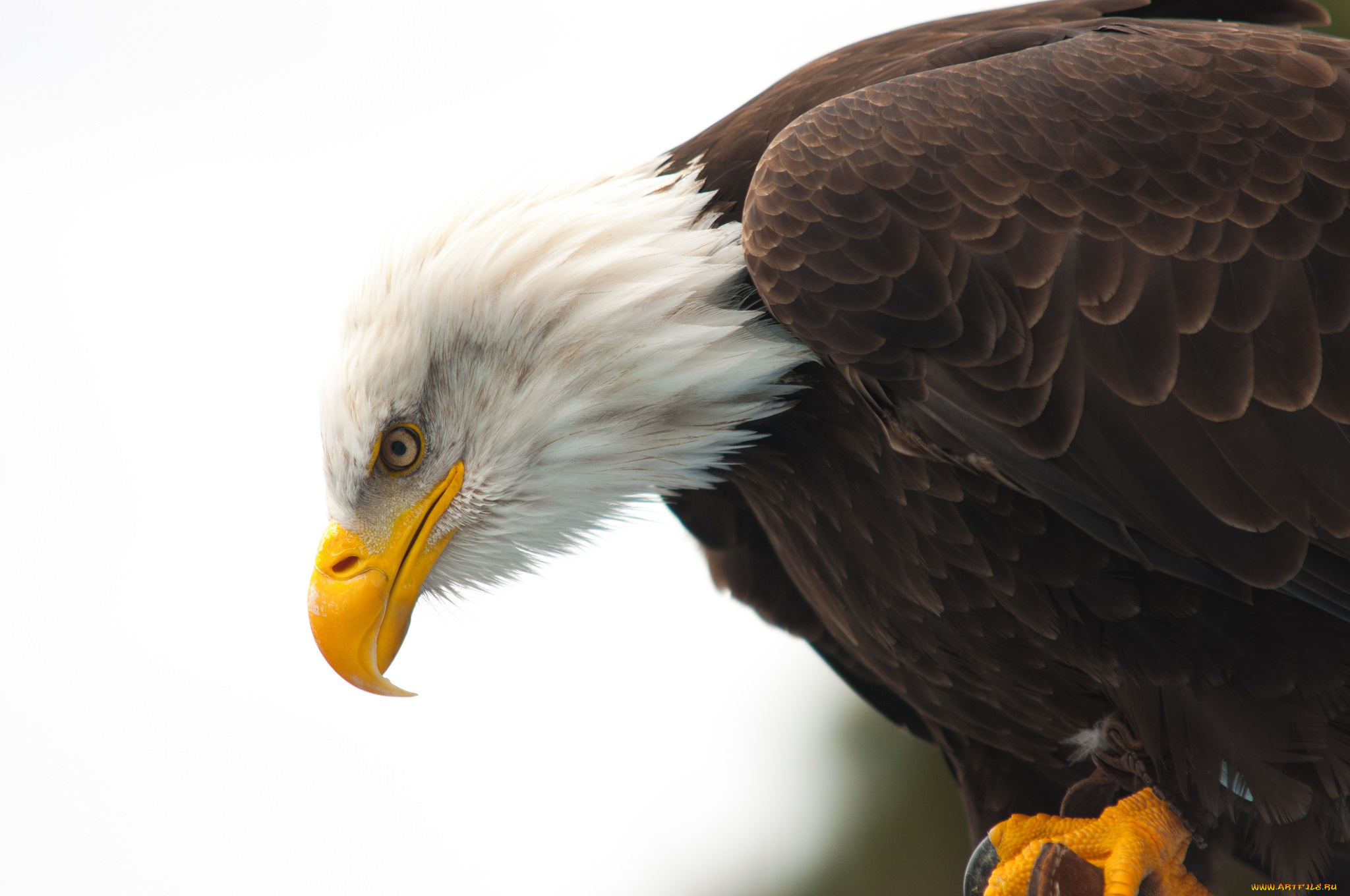 животные, птицы, -, хищники, bald, eagle, hunting, wildlife, beak, eye