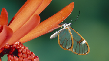 бабочка, прозрачные крылья загрузить