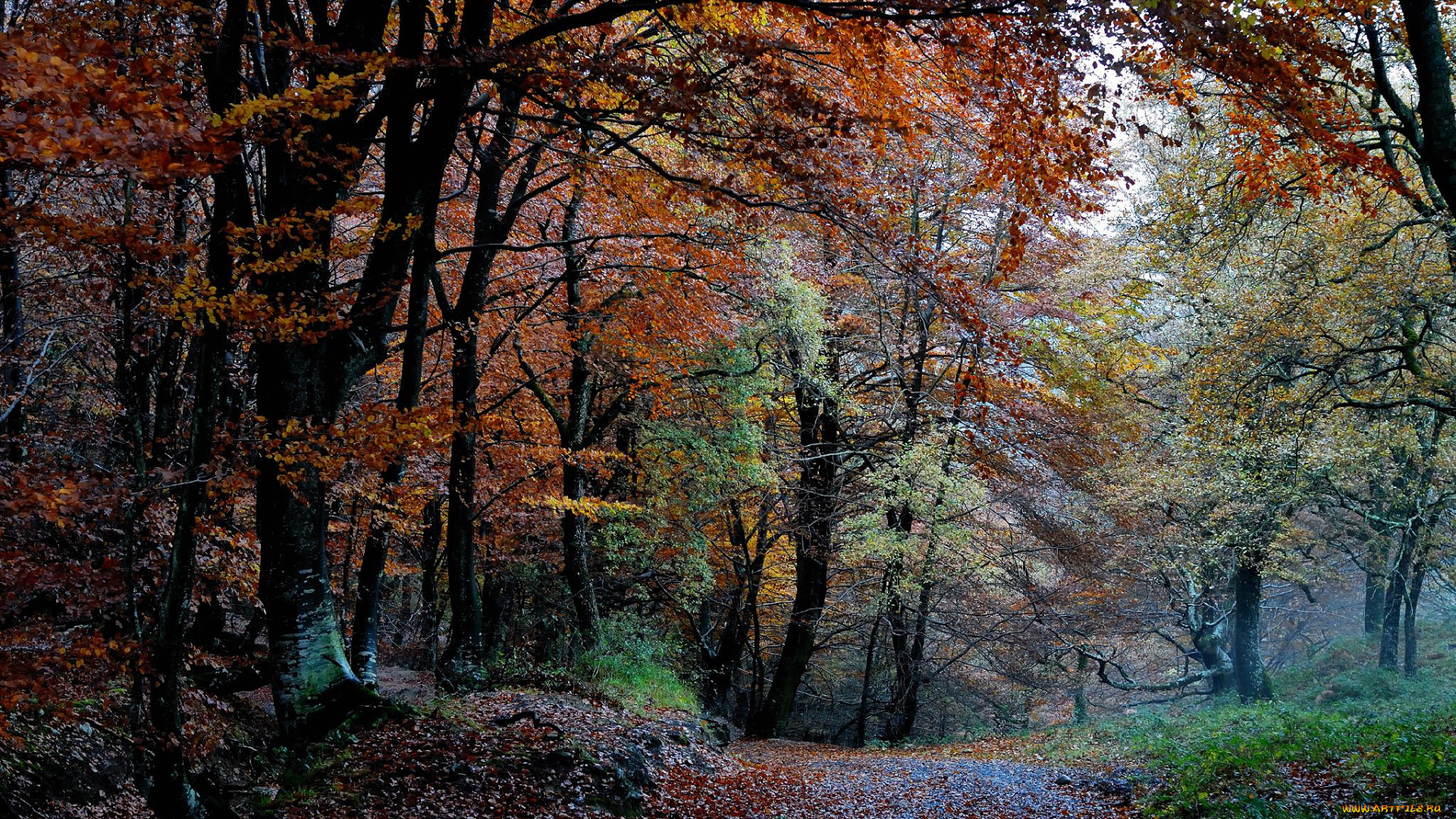 природа, дороги, лес, осень, деревья, листва, краски