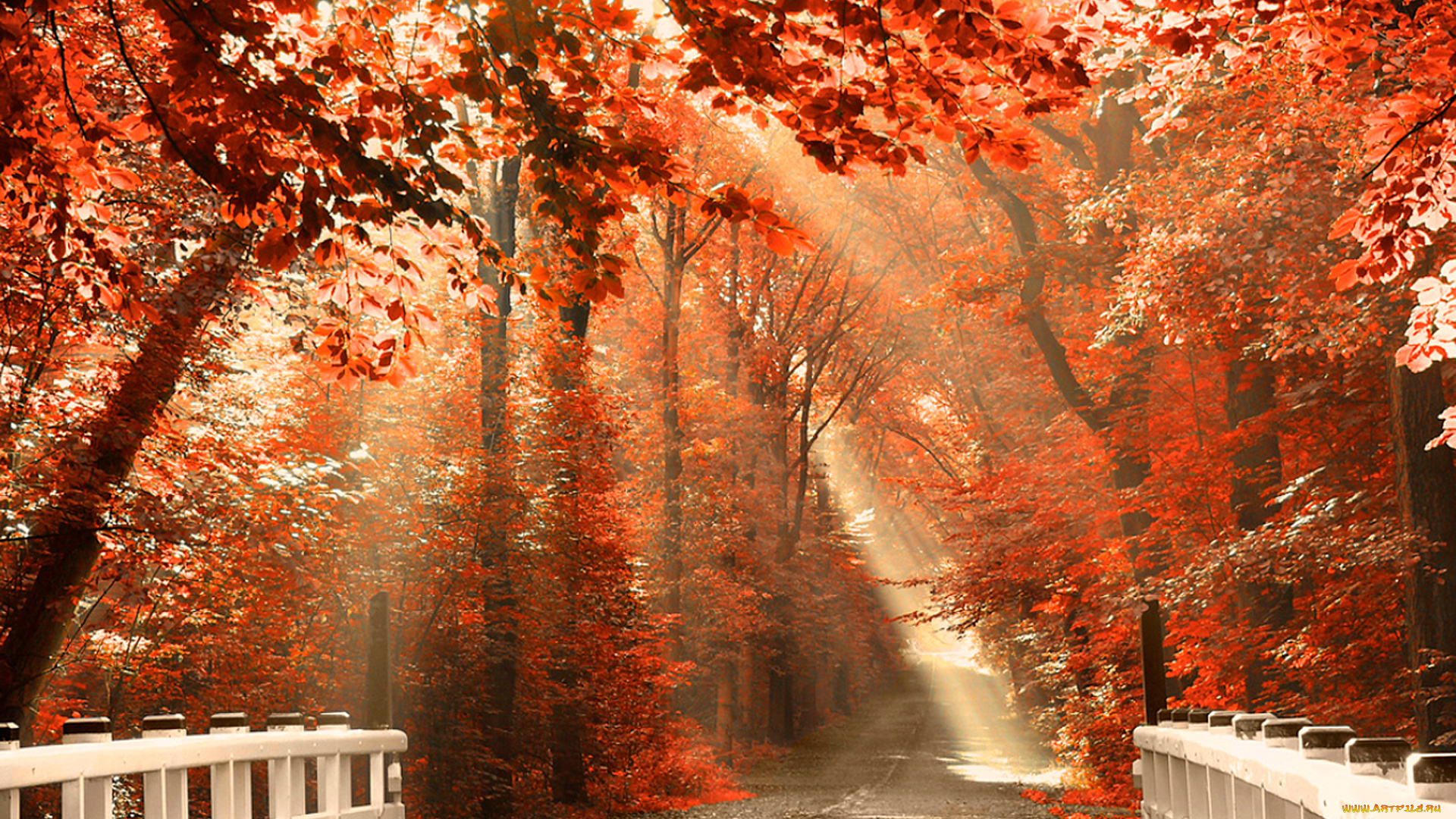 природа, дороги, луЧи, дорога, туманка, свет, лес, осень, листьЯ