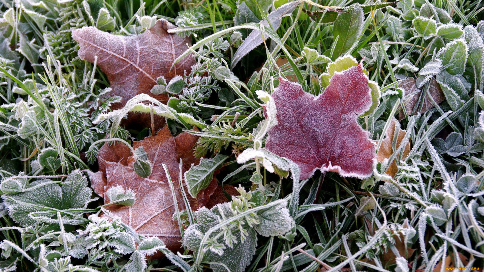 иней зима трава frost winter grass без смс