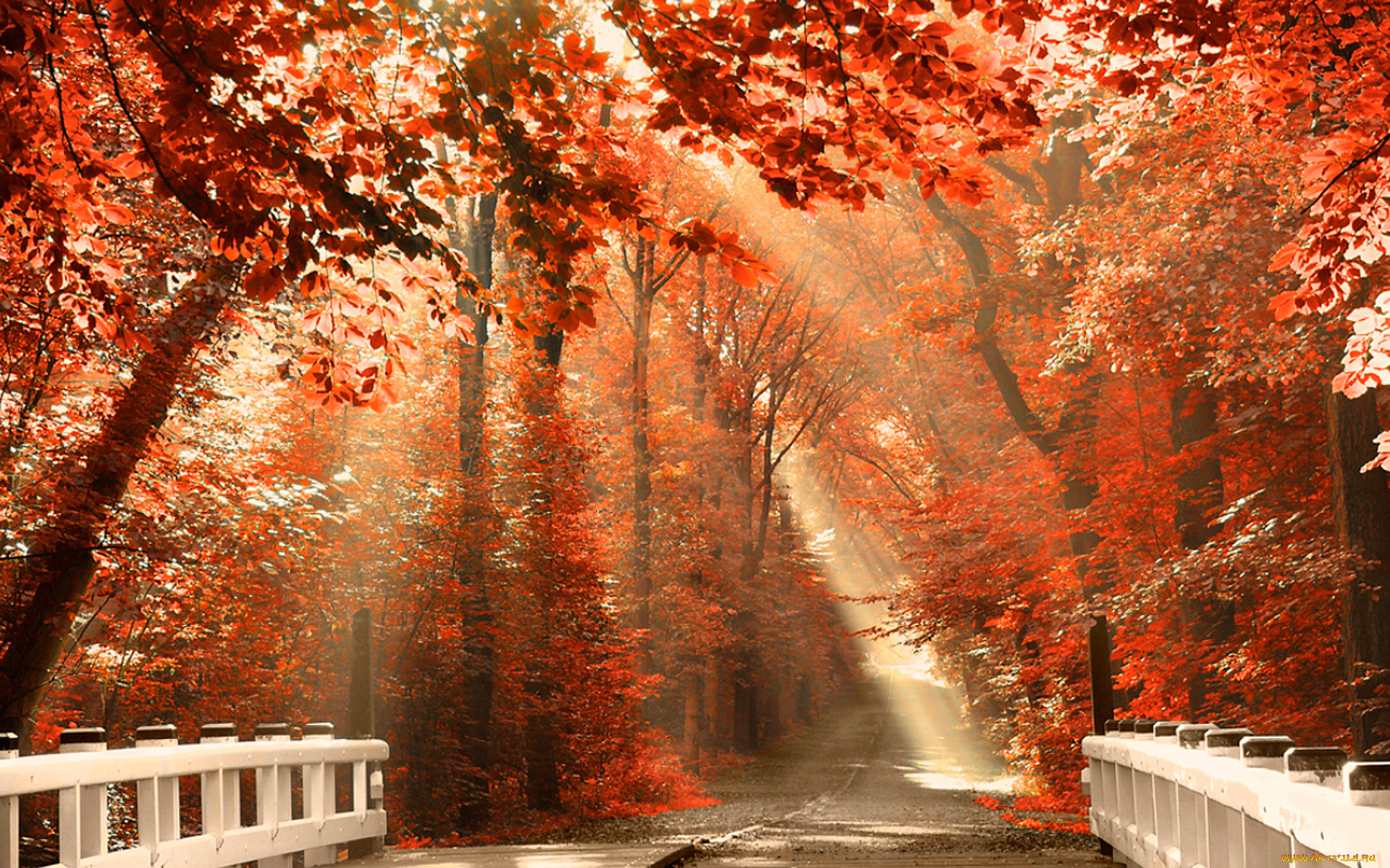 природа, дороги, луЧи, дорога, туманка, свет, лес, осень, листьЯ