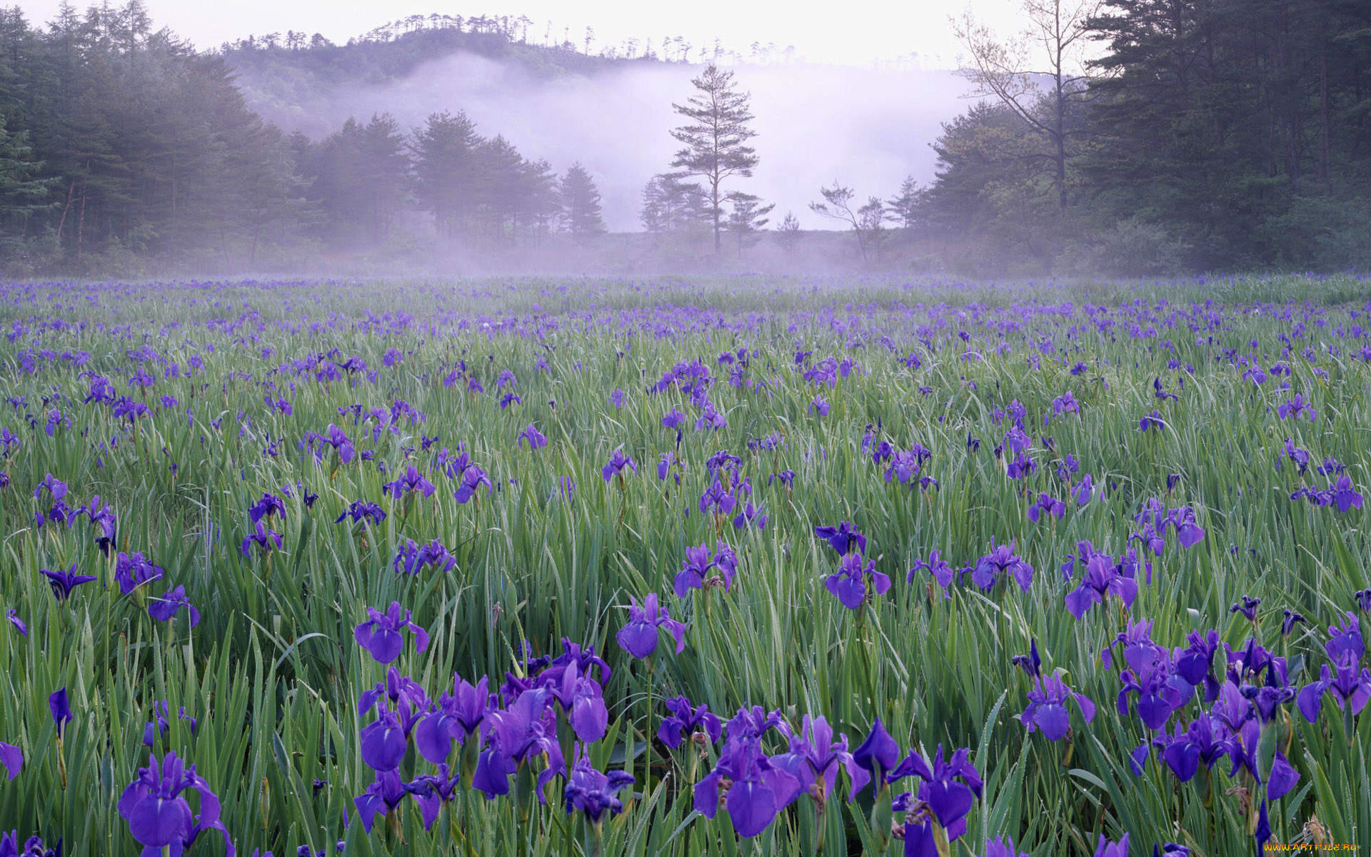 природа, луга, ирисы, деревья, туман, луг, Япония