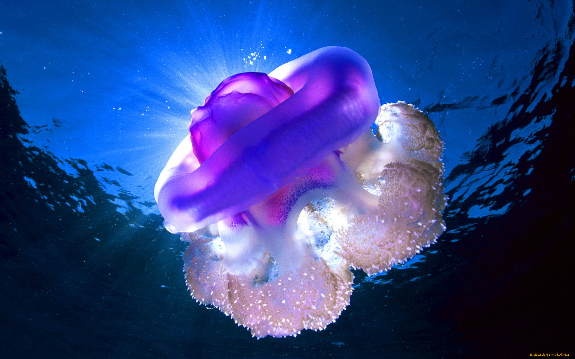 животные, медузы, медуза-корнерот