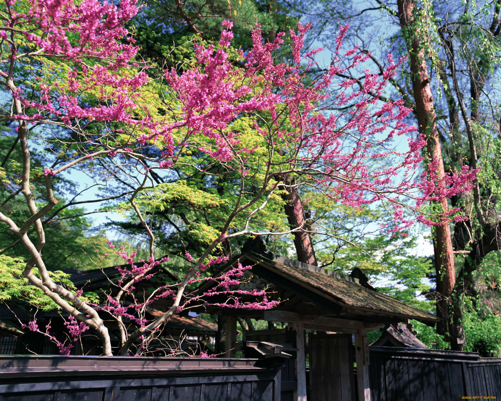 природа, парк, цветущее, дерево, japan, забор, калитка