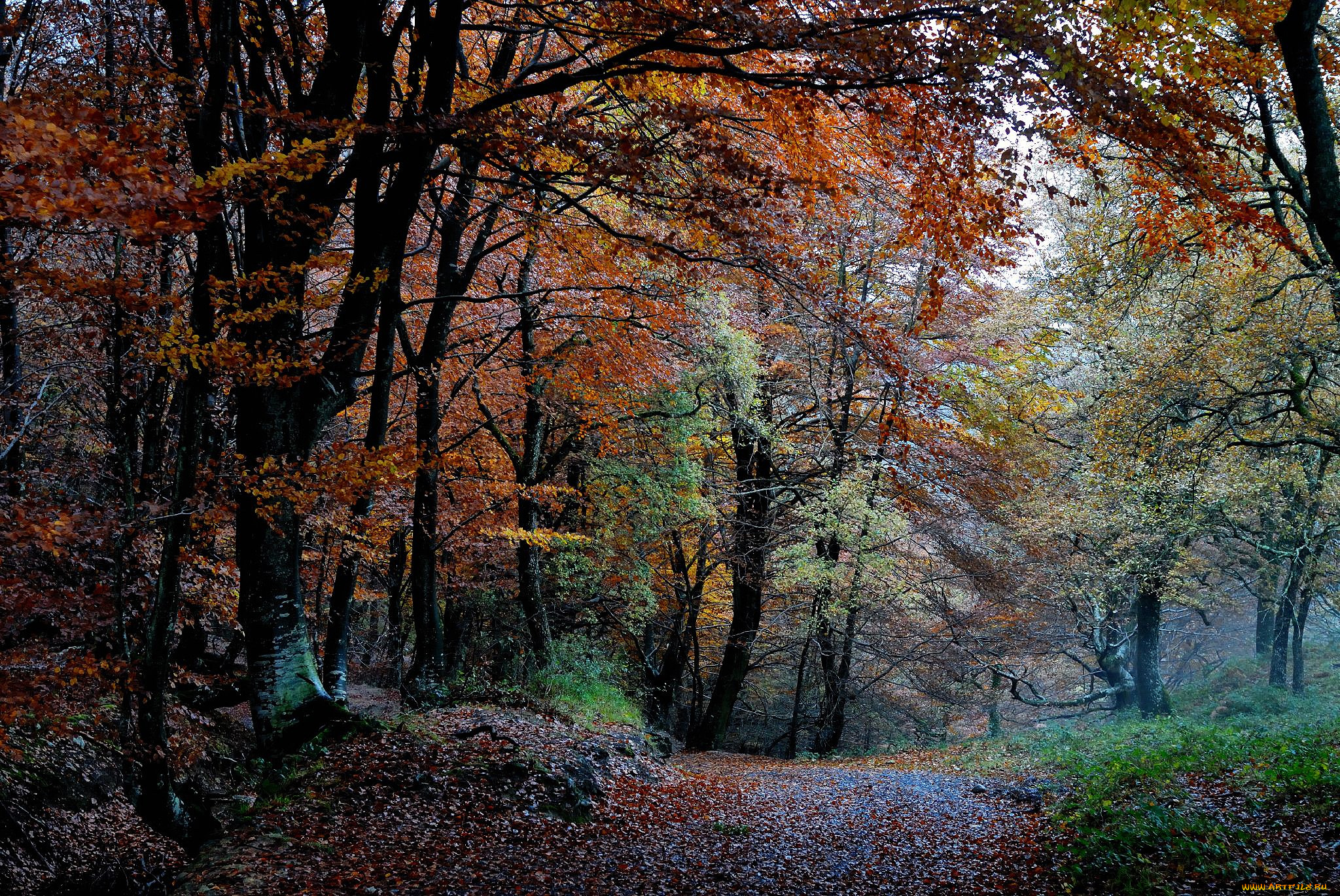 природа, дороги, лес, осень, деревья, листва, краски