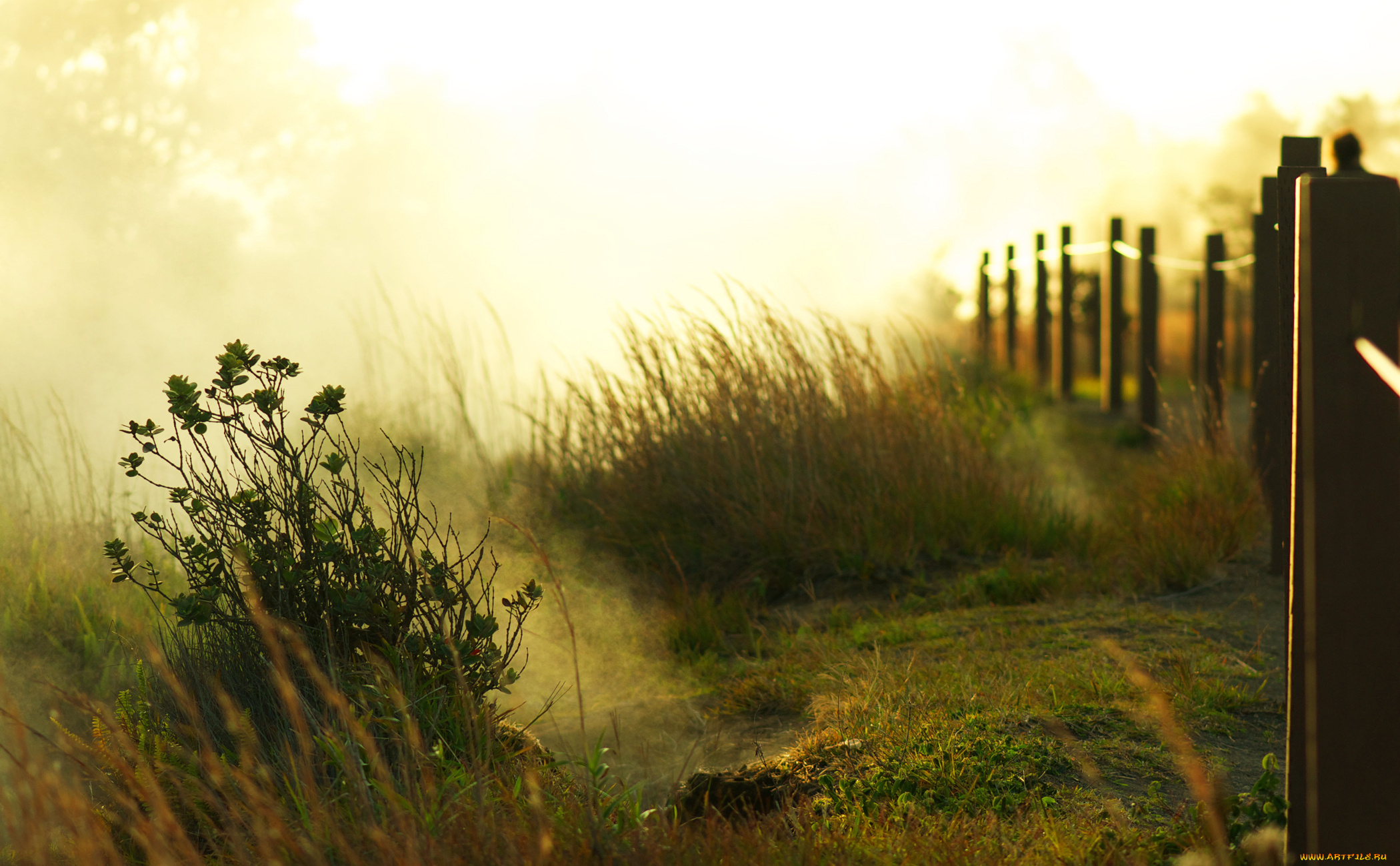 природа, другое, забор, трава, зелень, кустики, свет, утро, рассвет, солнце, туман