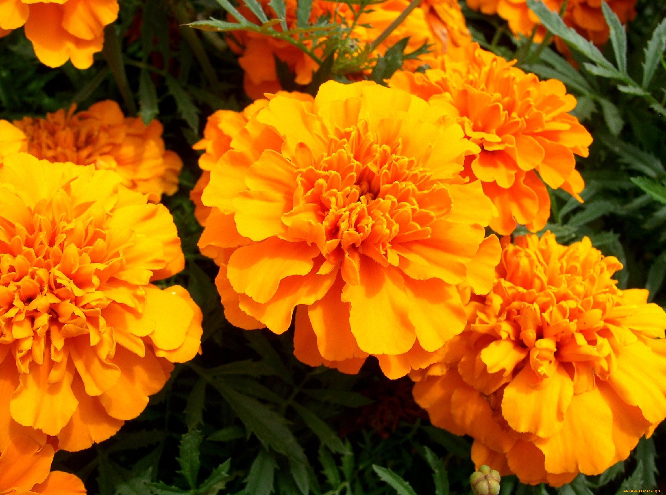 цветы, бархатцы, оранжевый