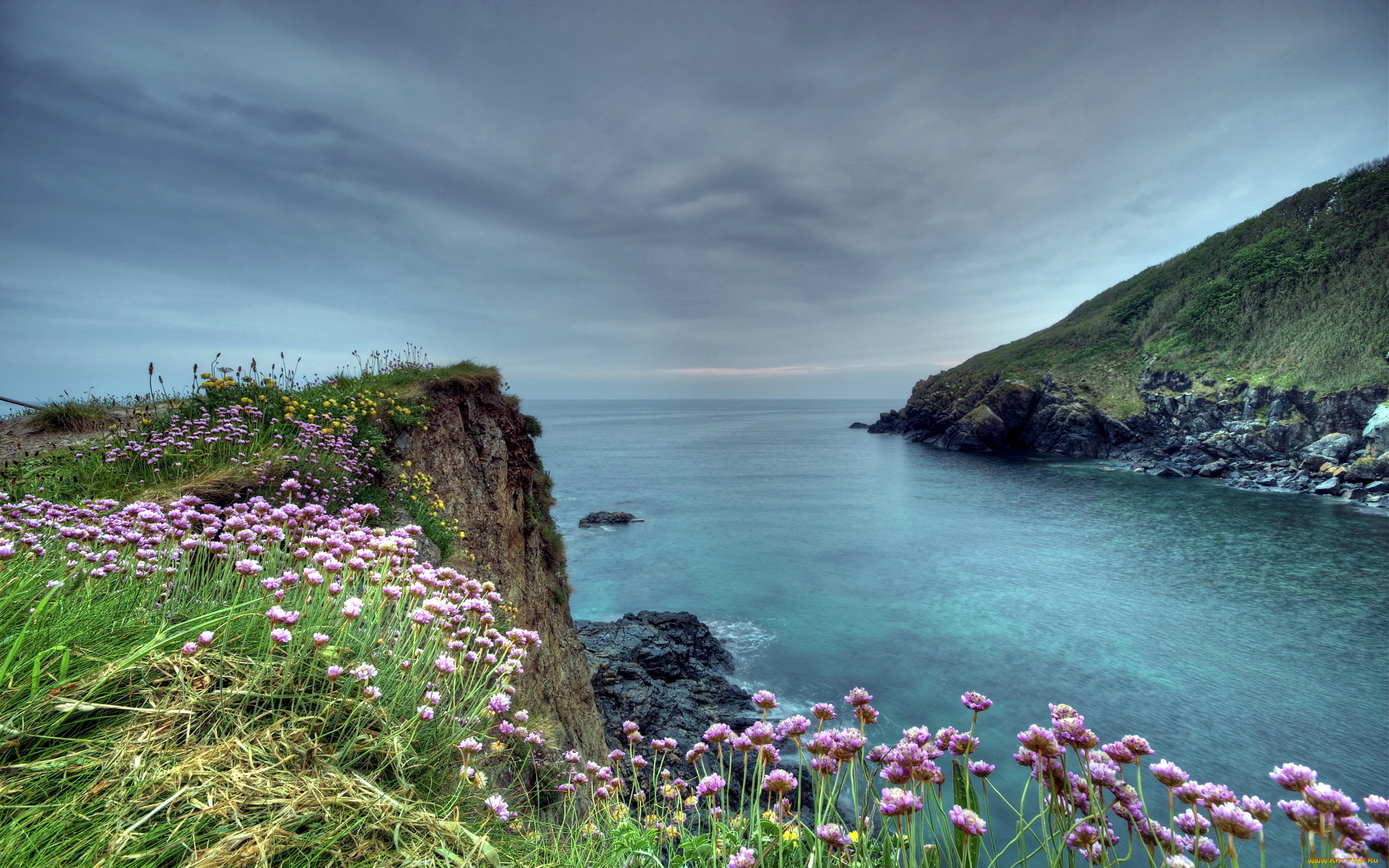 природа, побережье, море, цветы